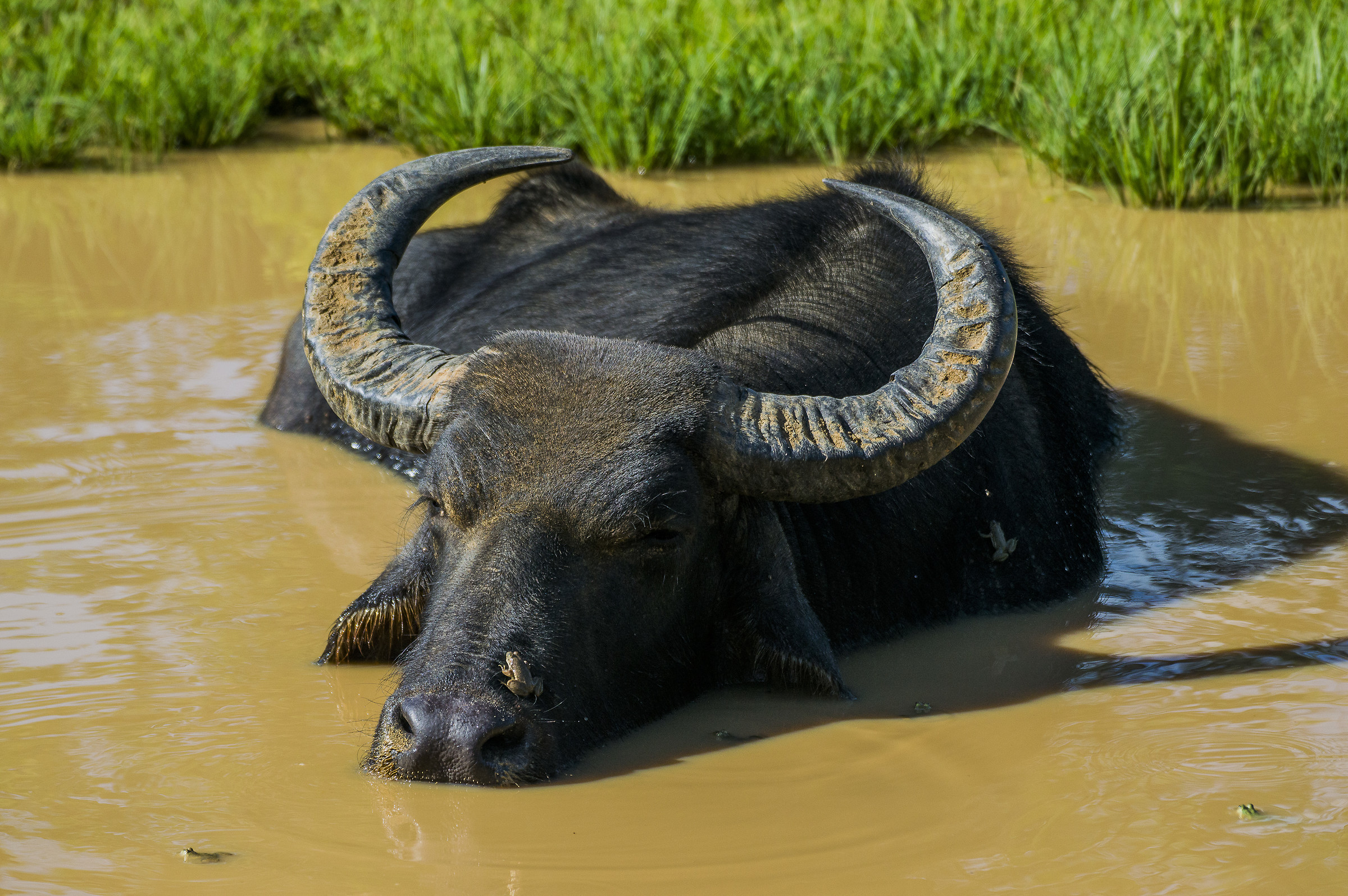 il bufalo selvatico e la rana