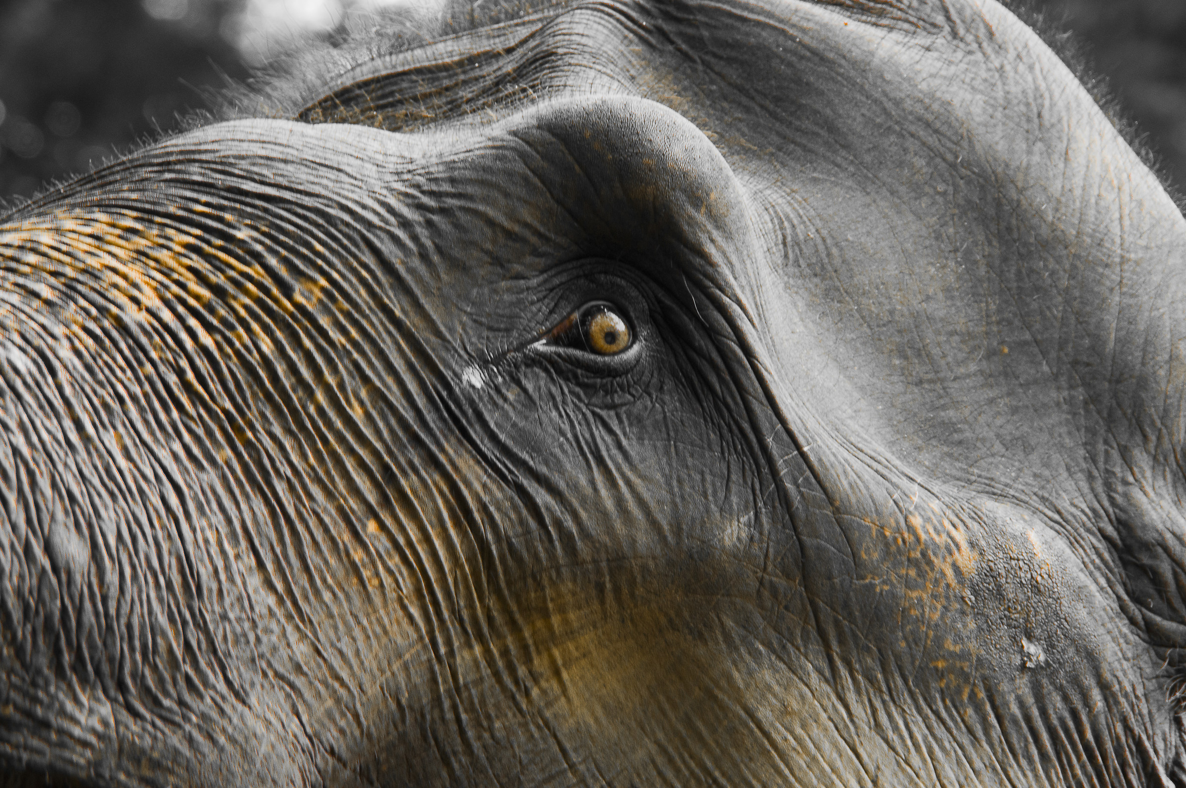 l'occhio dell'elefante