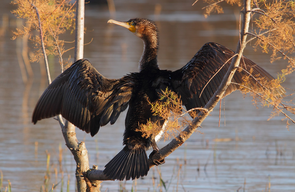 Cormorant