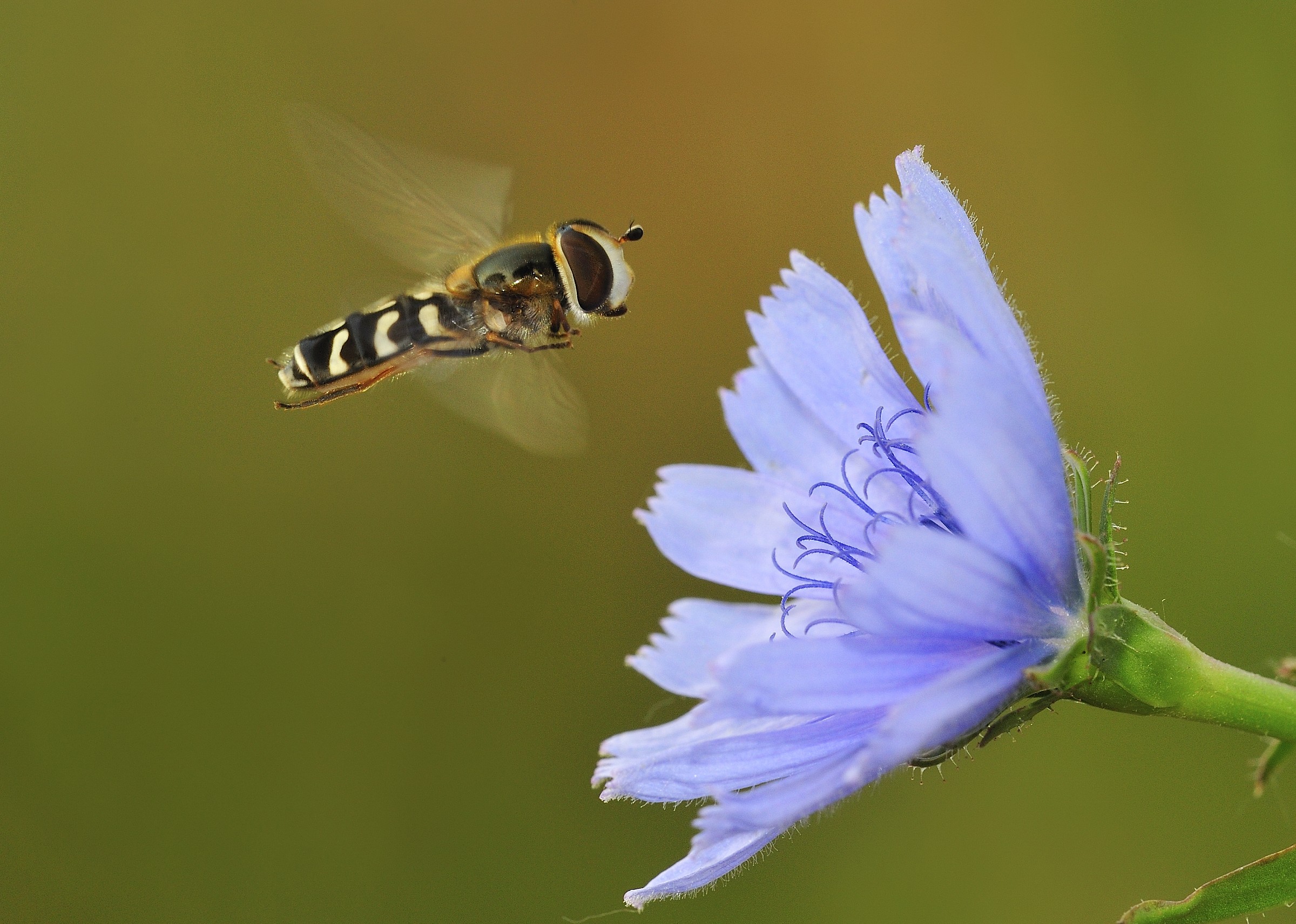 sirfide all'atterraggio