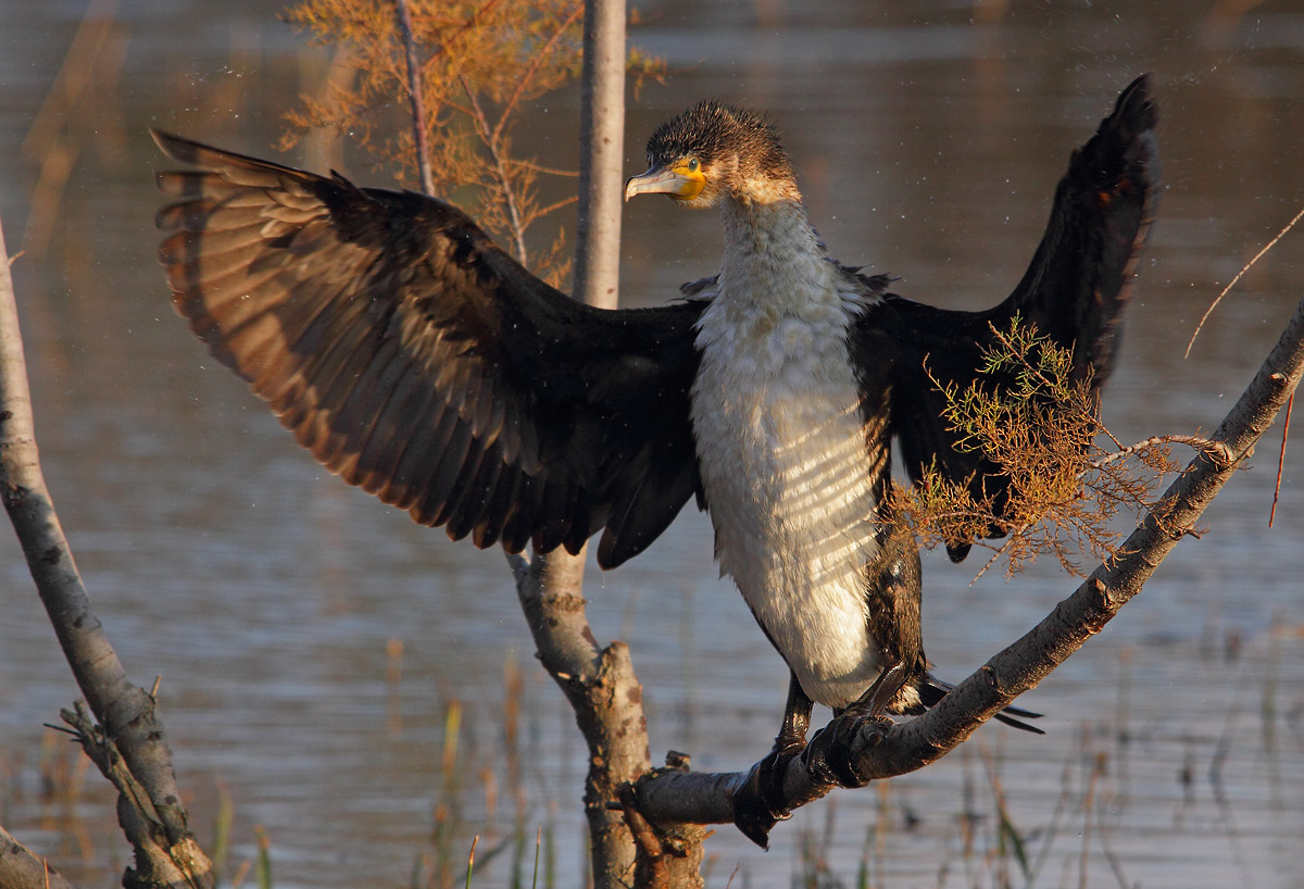 Cormorant