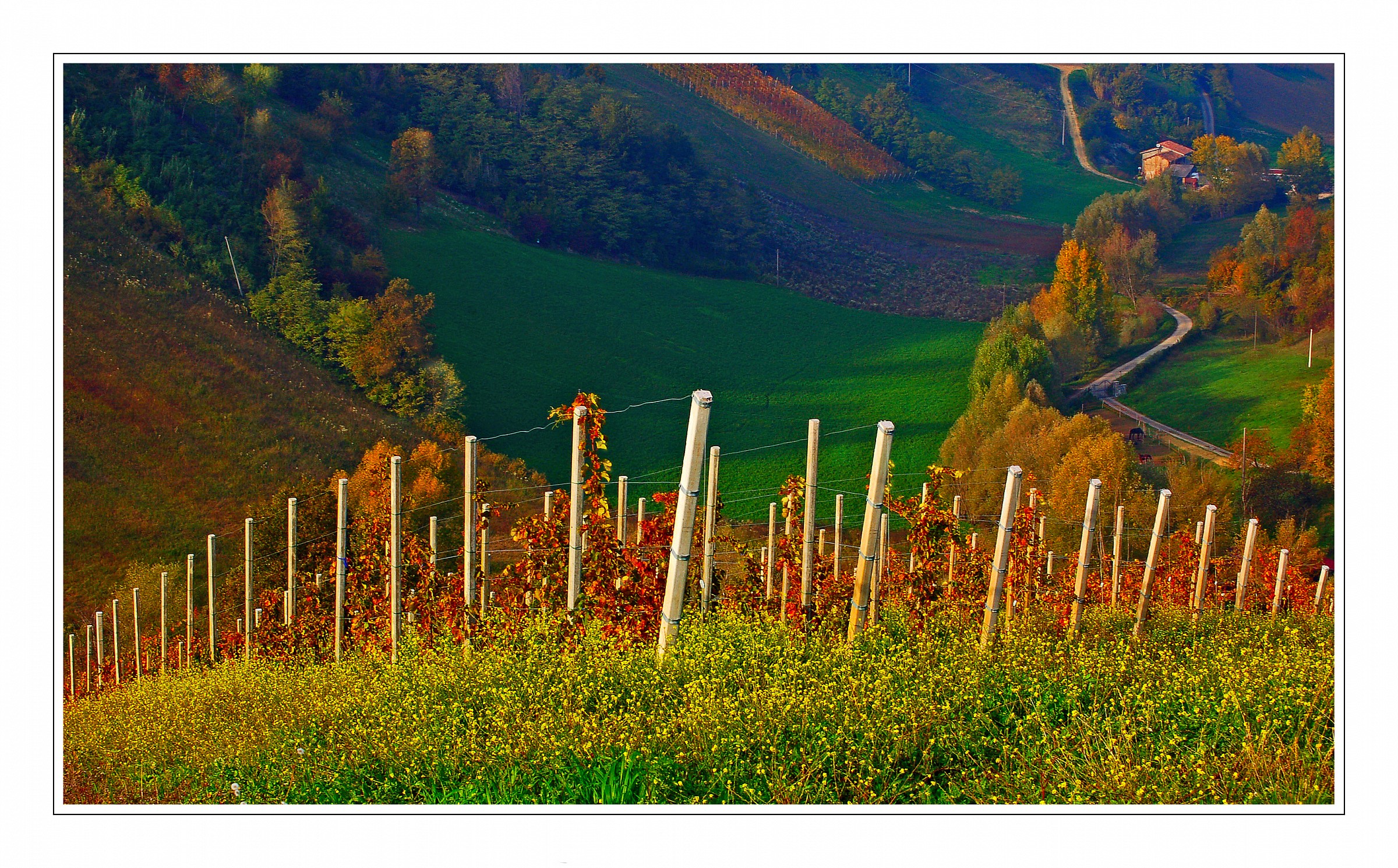 vigneti d'autunno