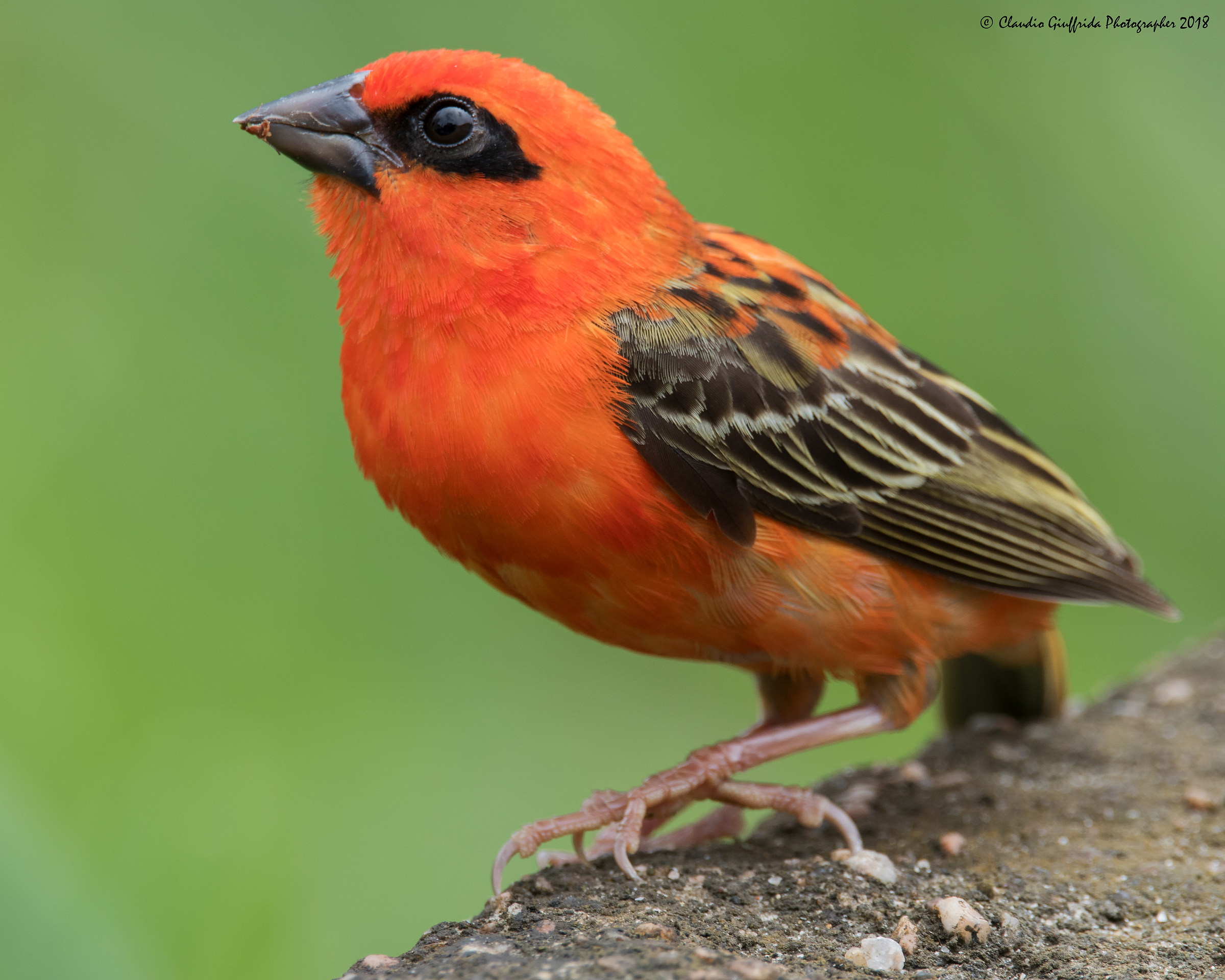 Foudia madagascariensis