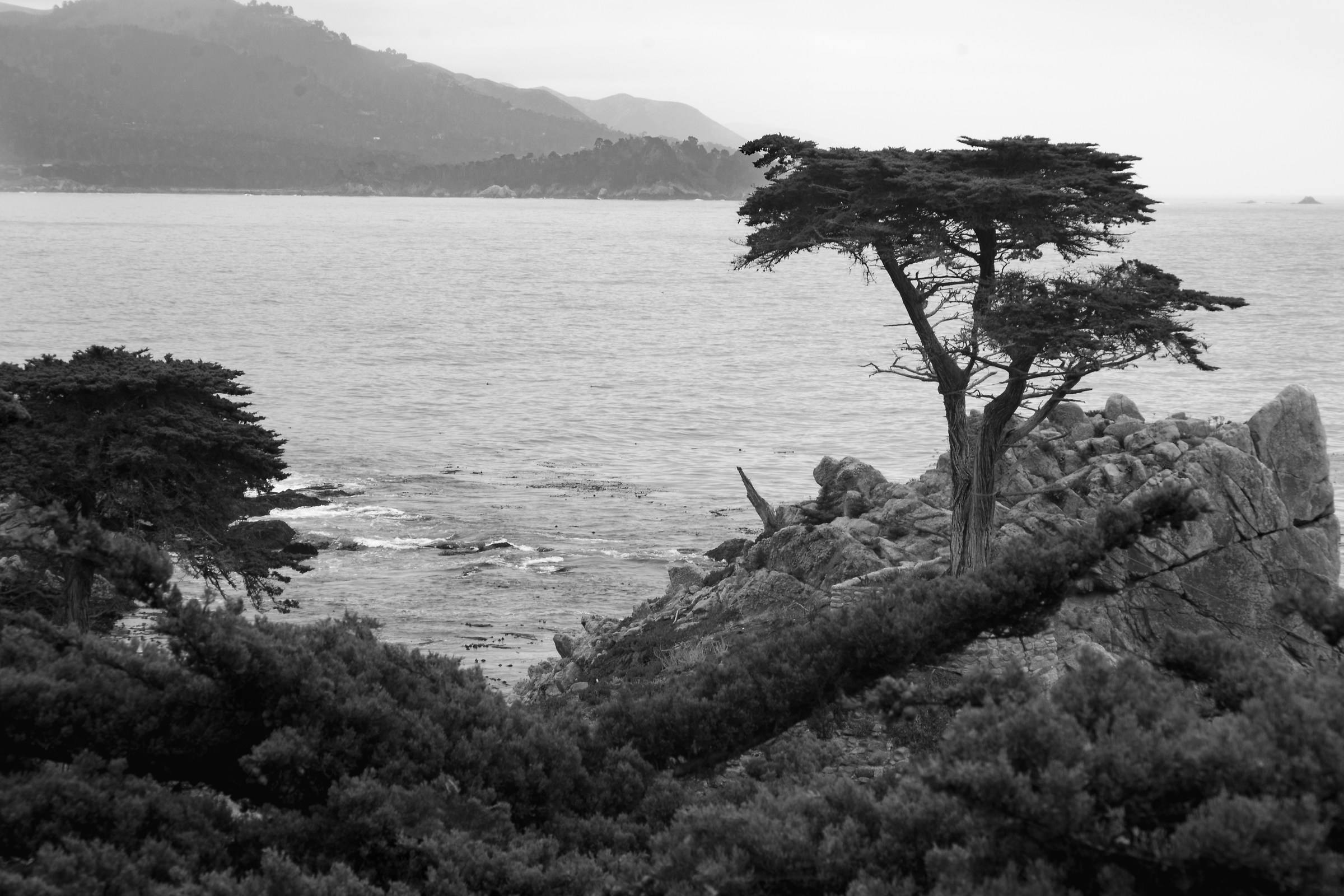Lone Cypress