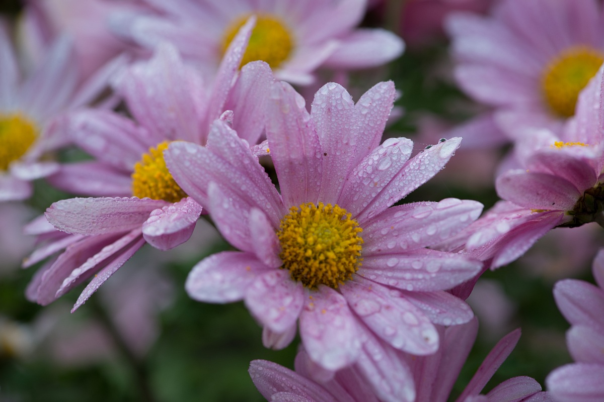 Drops on daisy