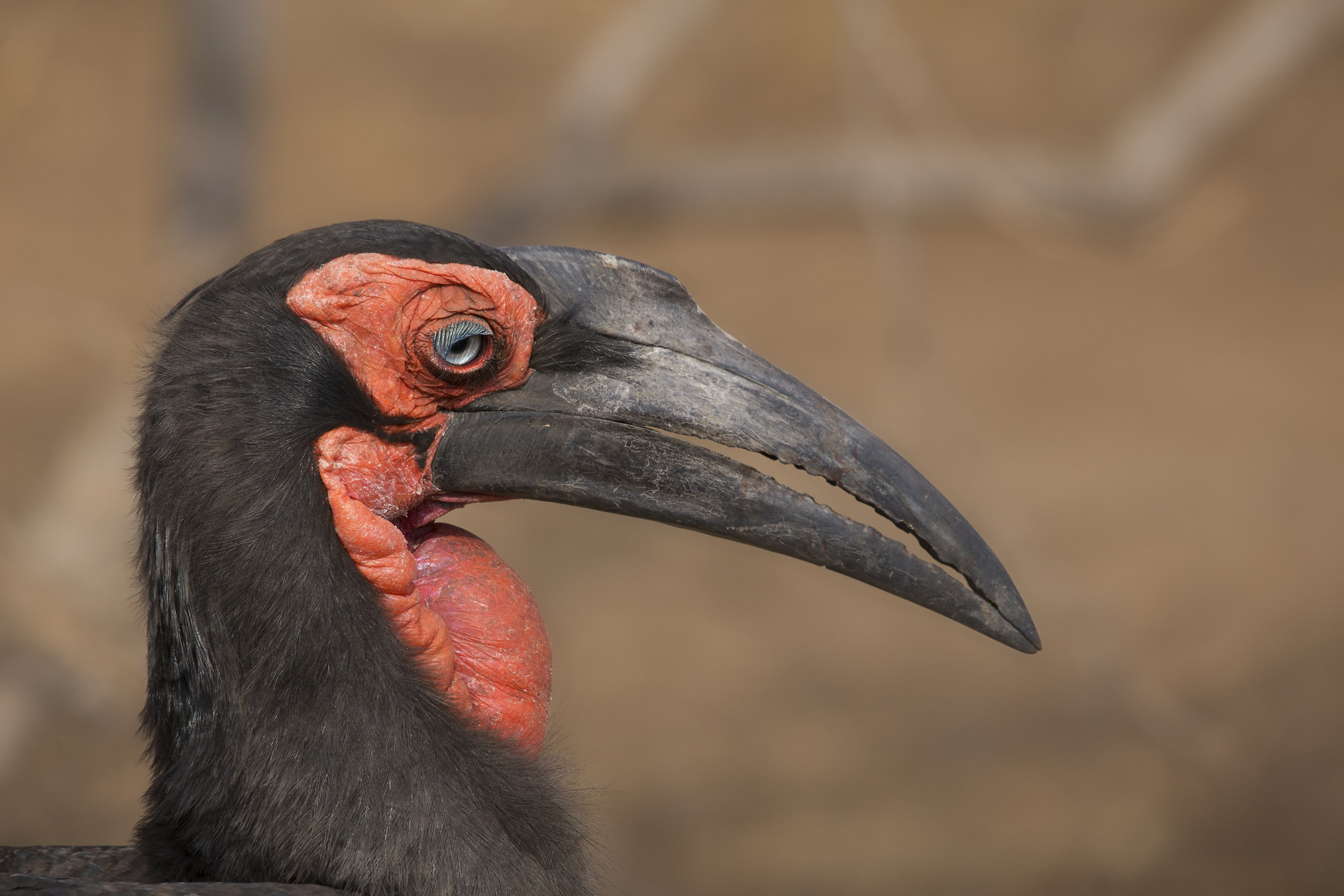 Bucorvo di Leadbeater
