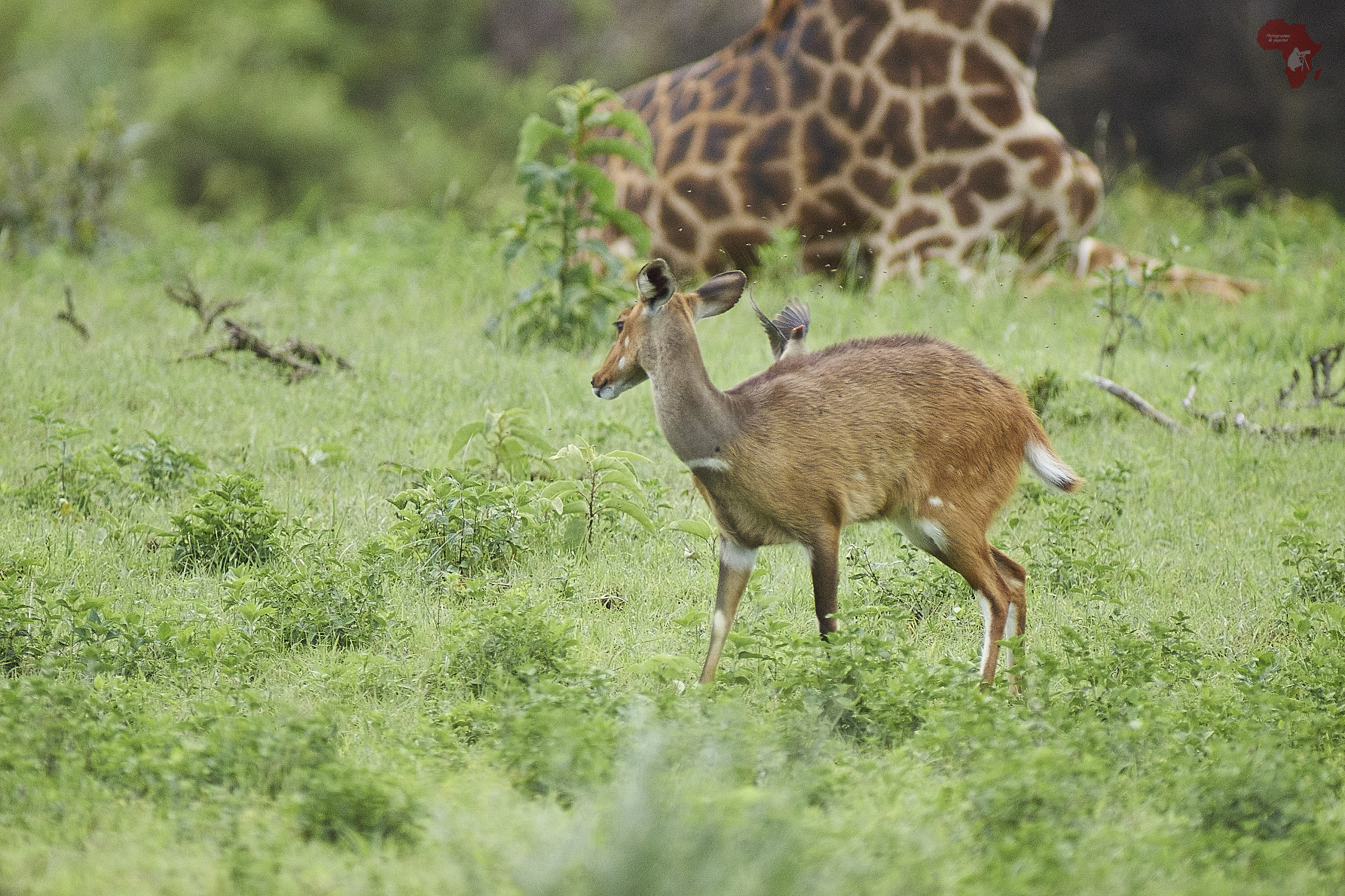 Female bushbuck, Arusha NP (tz) Tragelaphus scriptus