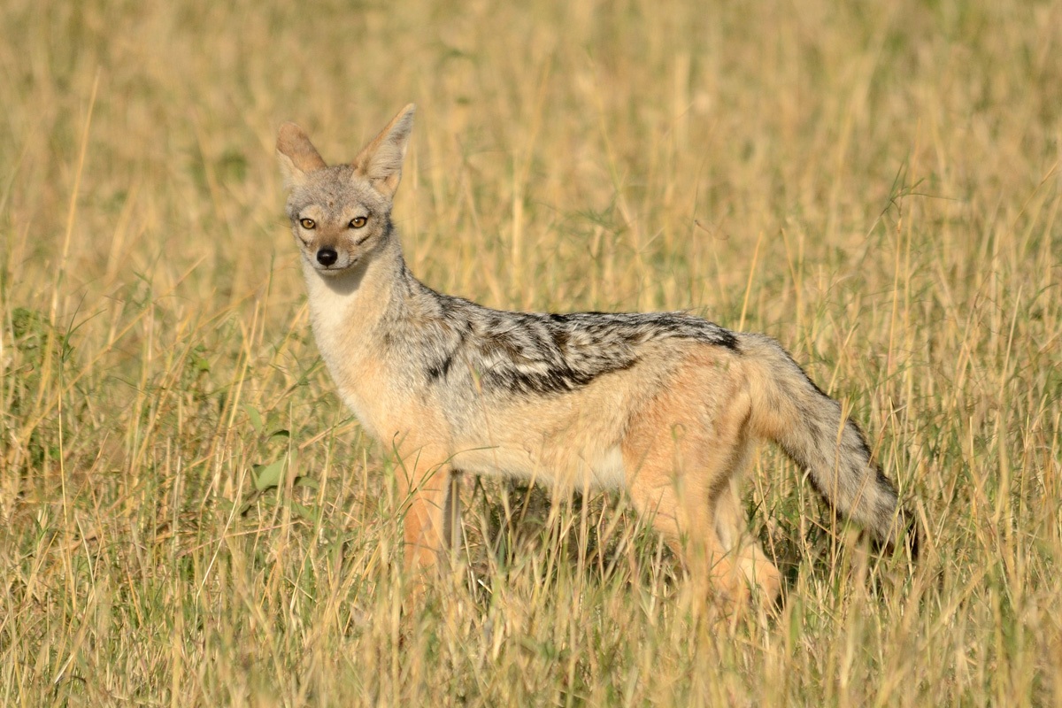 Sciacallo dalla gualdrappa