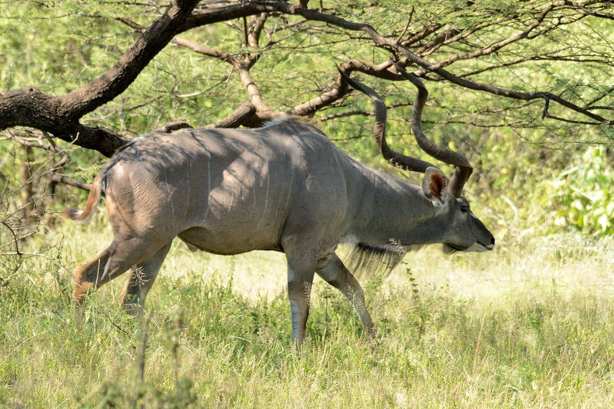 Kudu maggiore