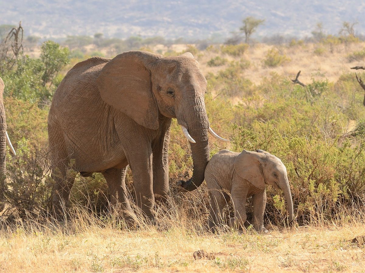 Mamma elefante sospinge il suo cucciolo