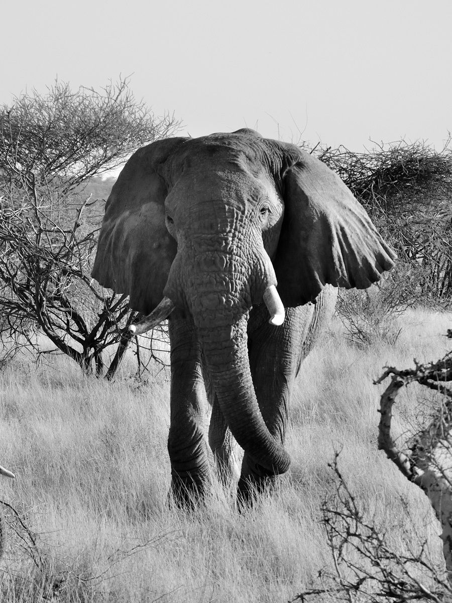 L'elefante africano