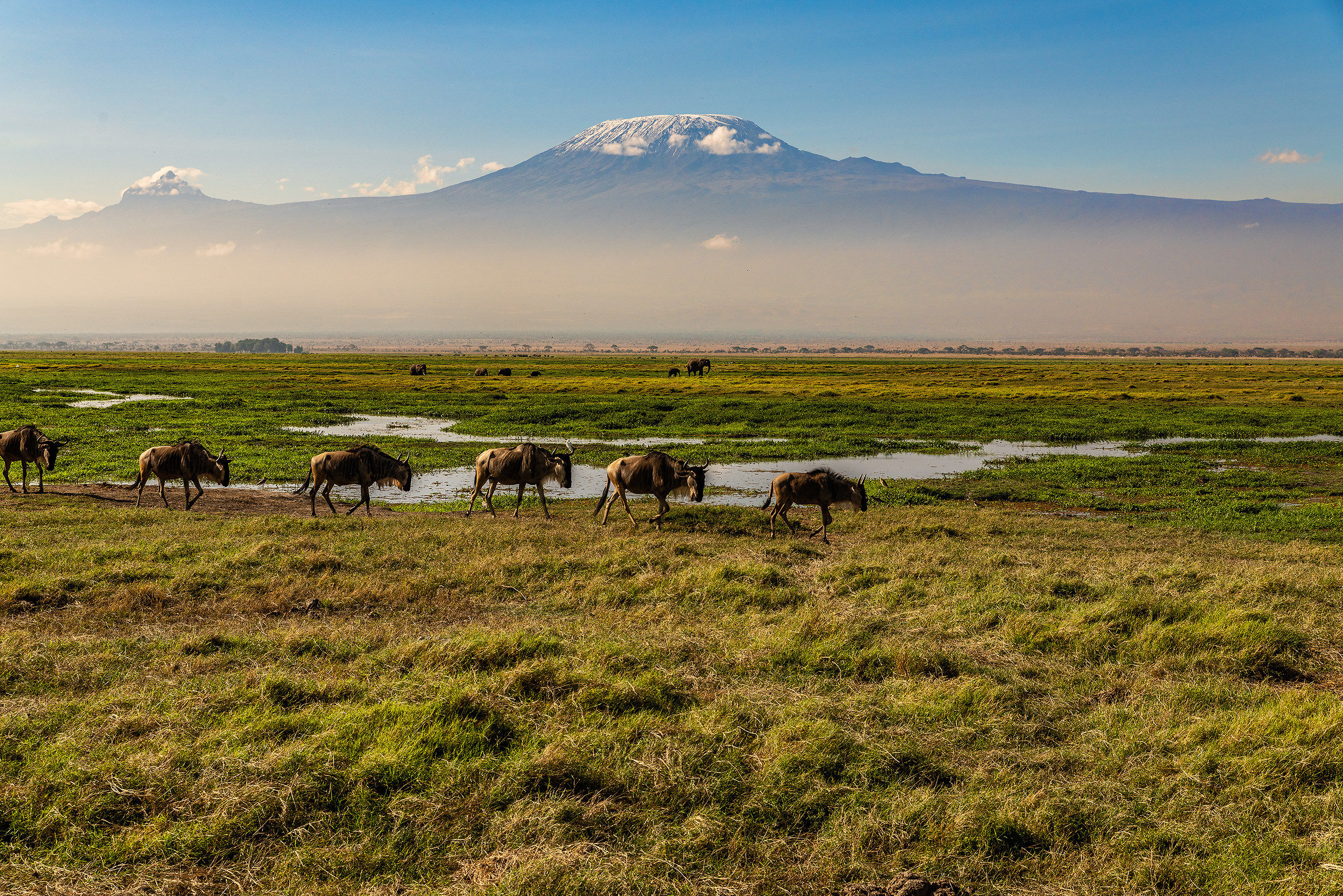 Gnu and Kilimanjaro