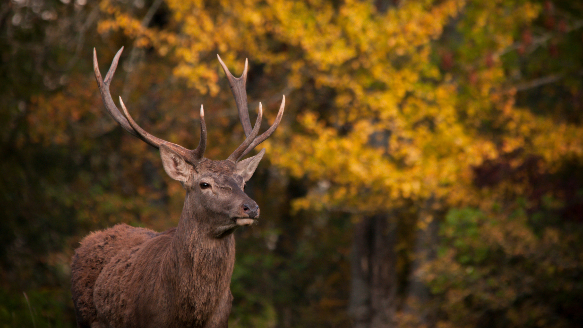 Deer in Autumn 1