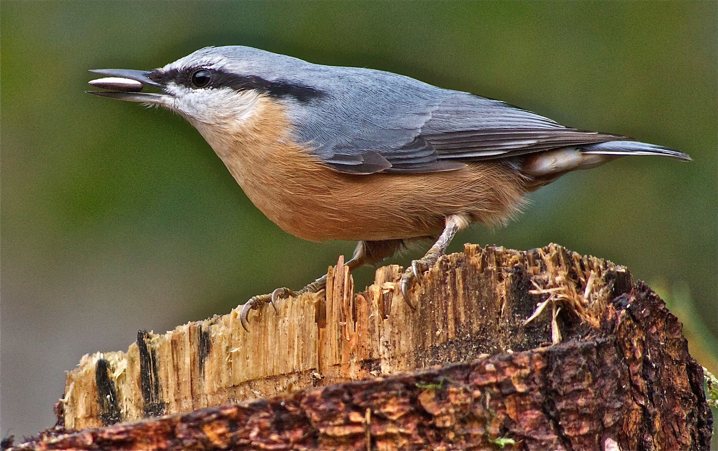Nuthatch