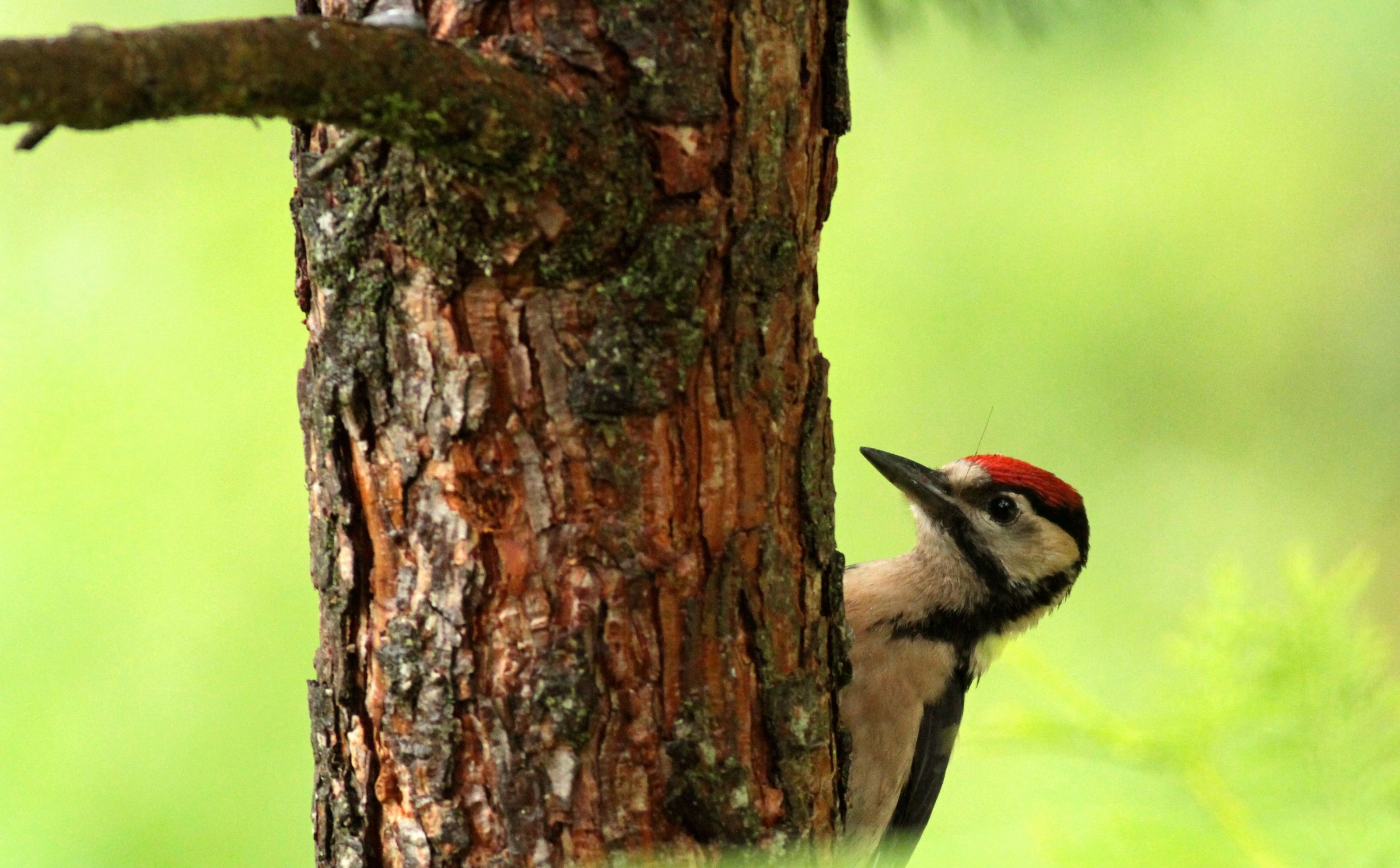 Red Woodpeckers