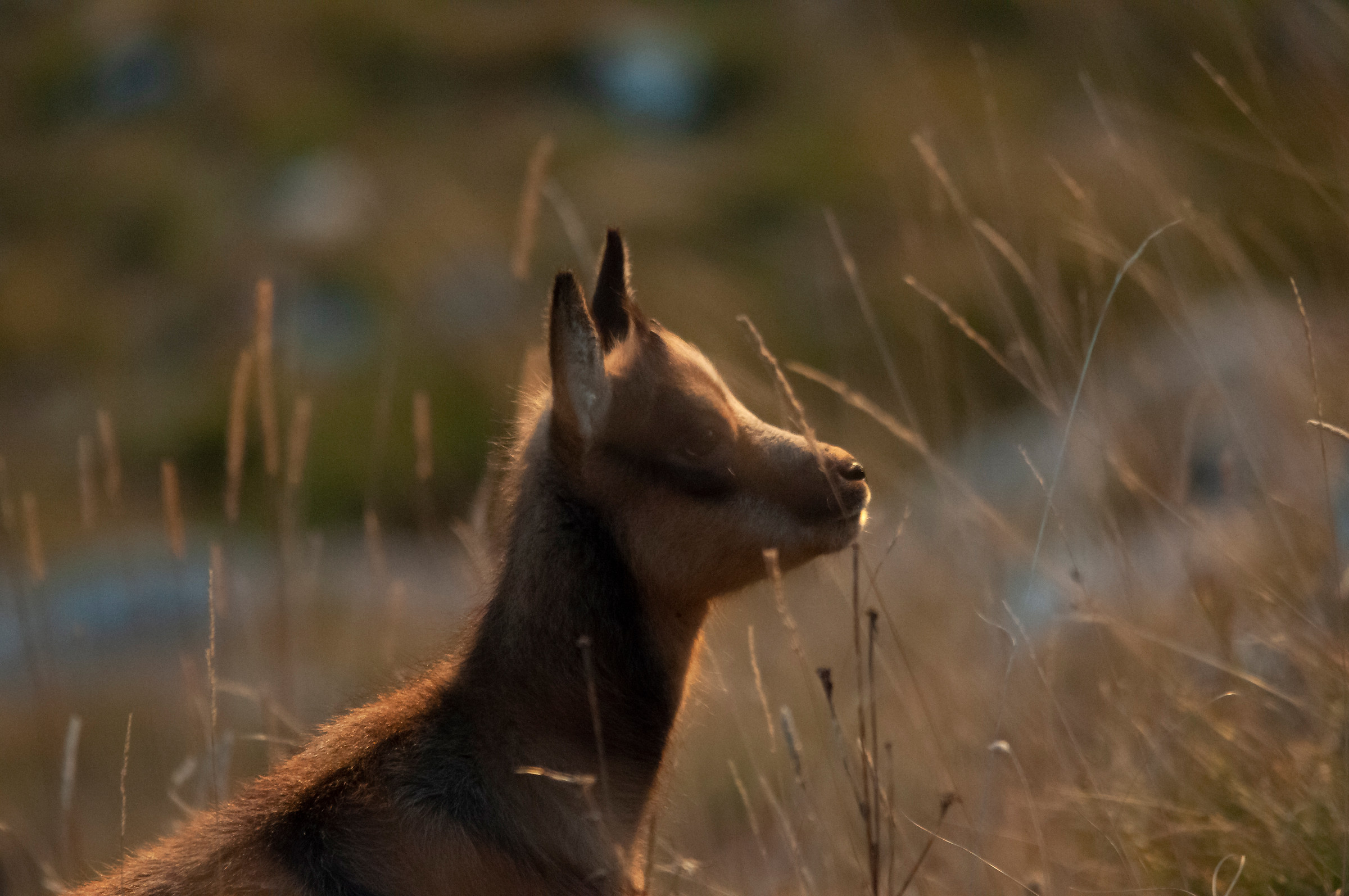 Abruzzo Chamois at sunset