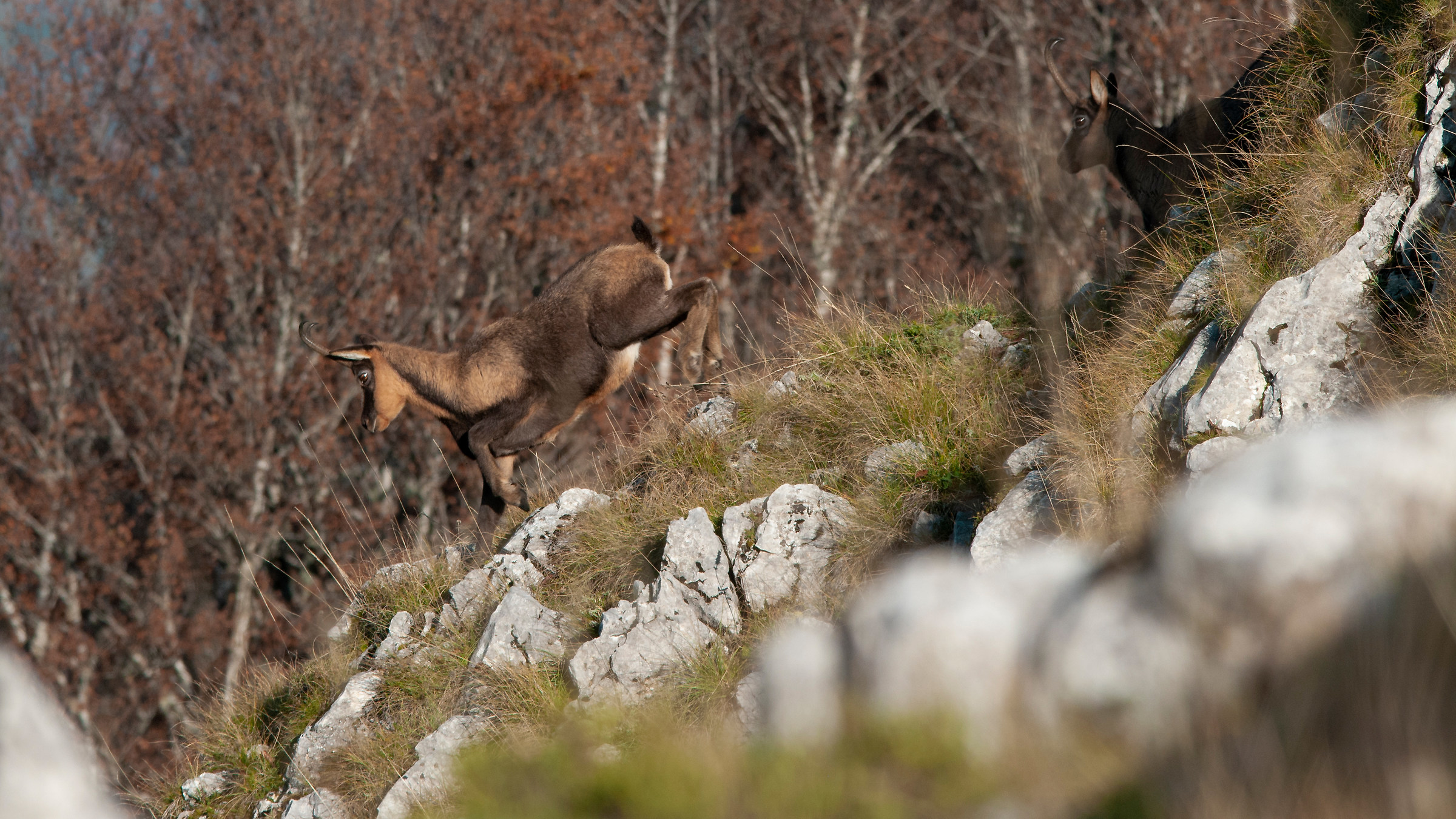 Abruzzo Chamois Iin Action