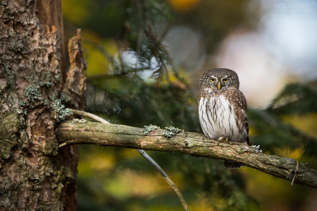 Little owl on the fir