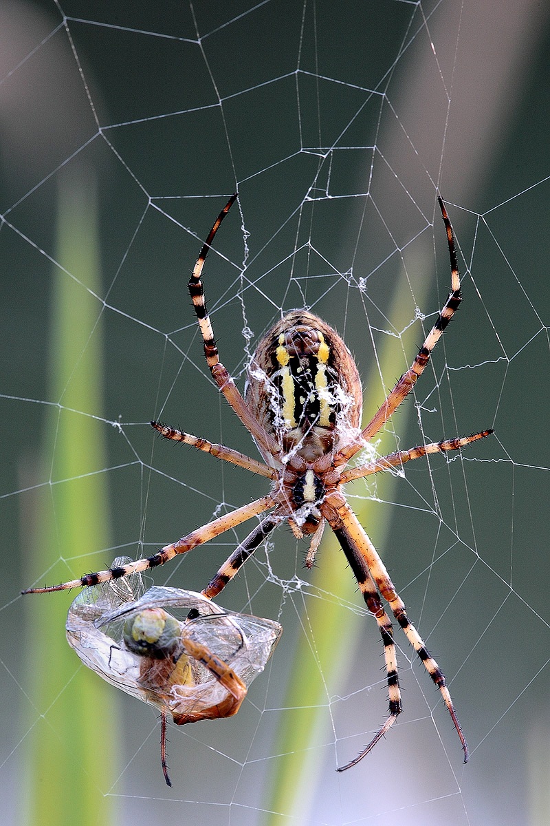 La fine della libellula