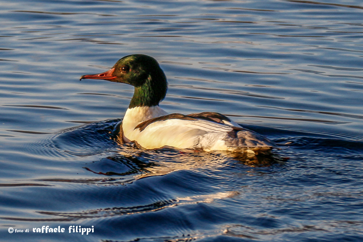 Smergo maggiore maschio