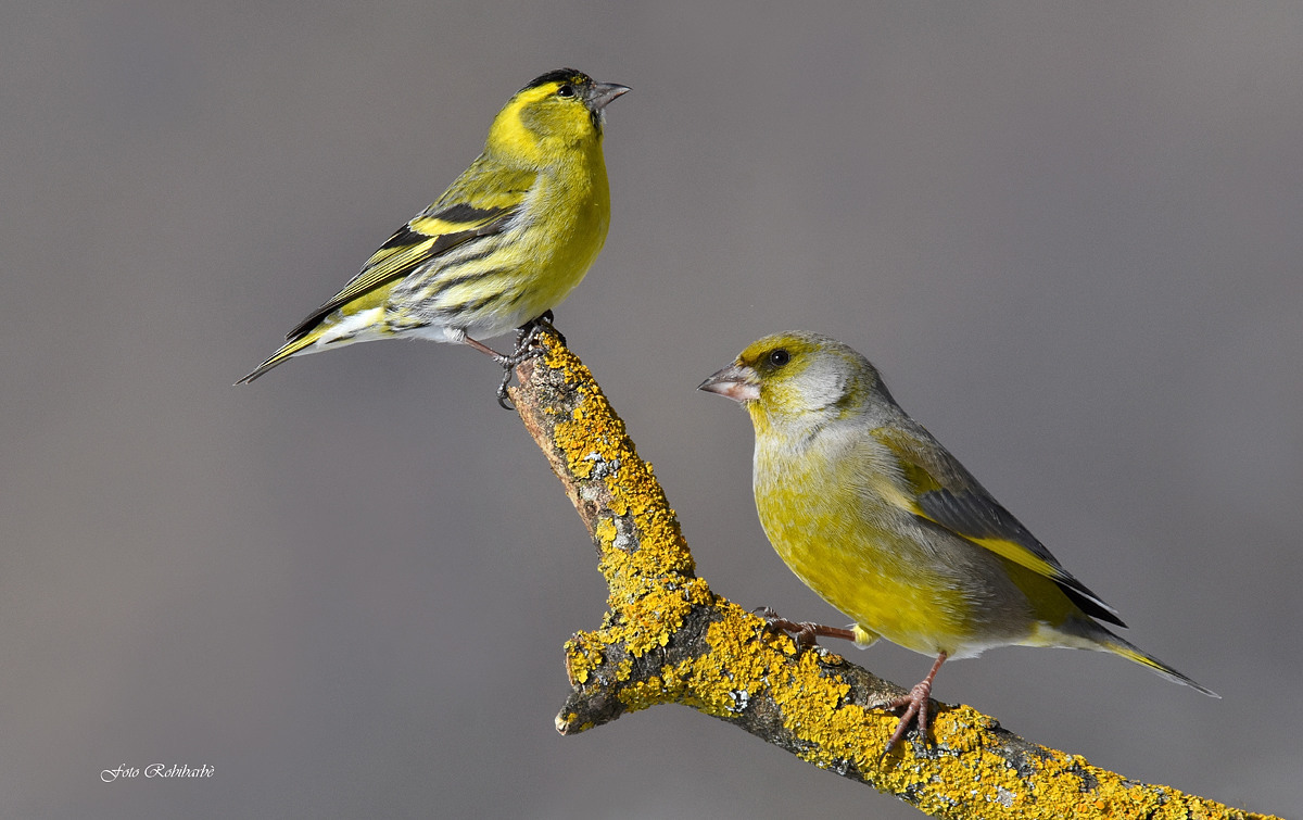 Gli "indifferenti"...