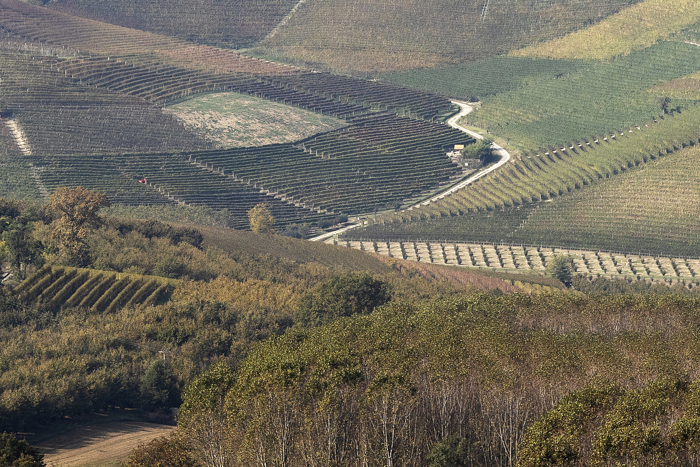 Neive e i suoi filari ...