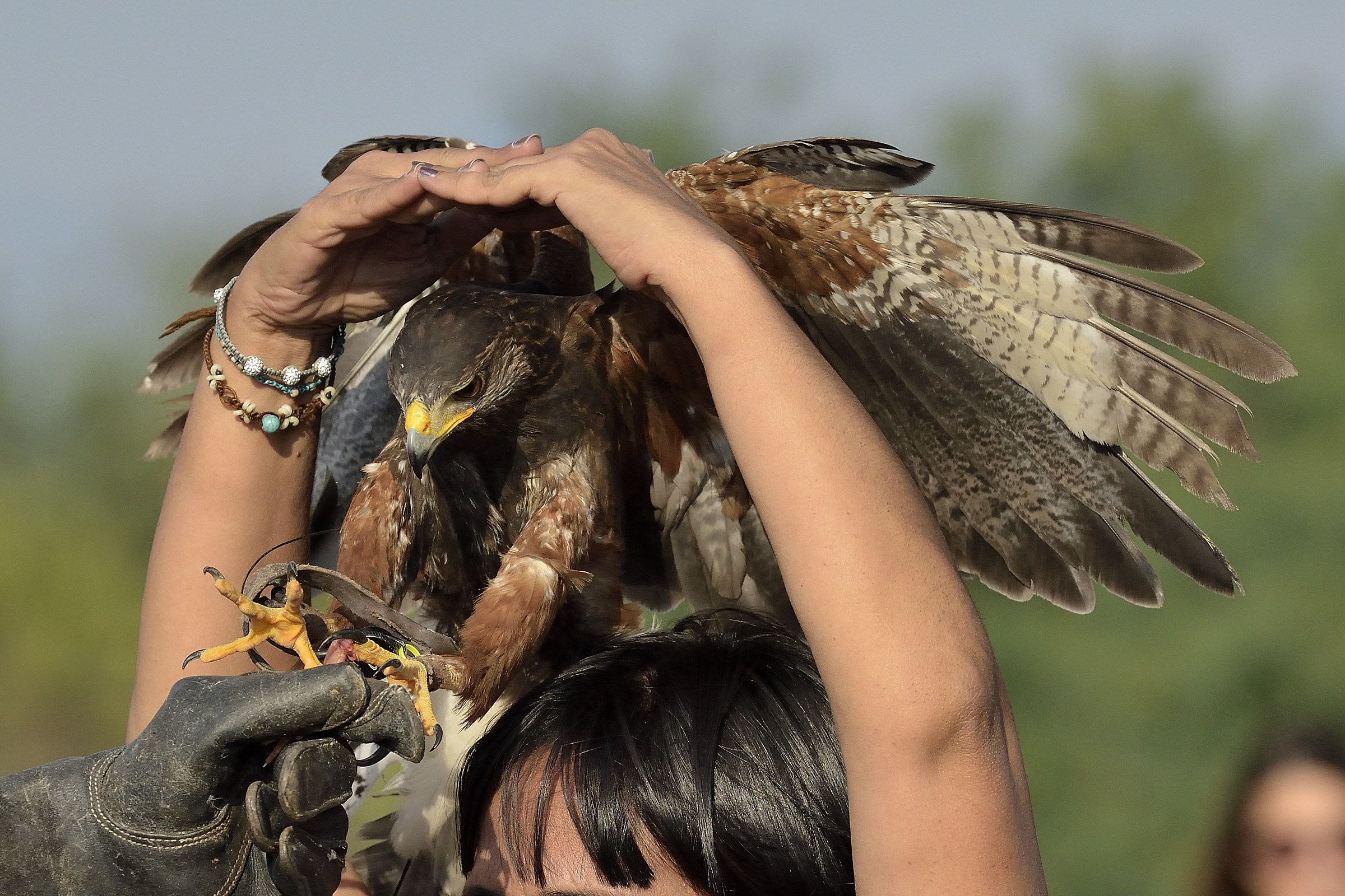 The Jack of the Hawk