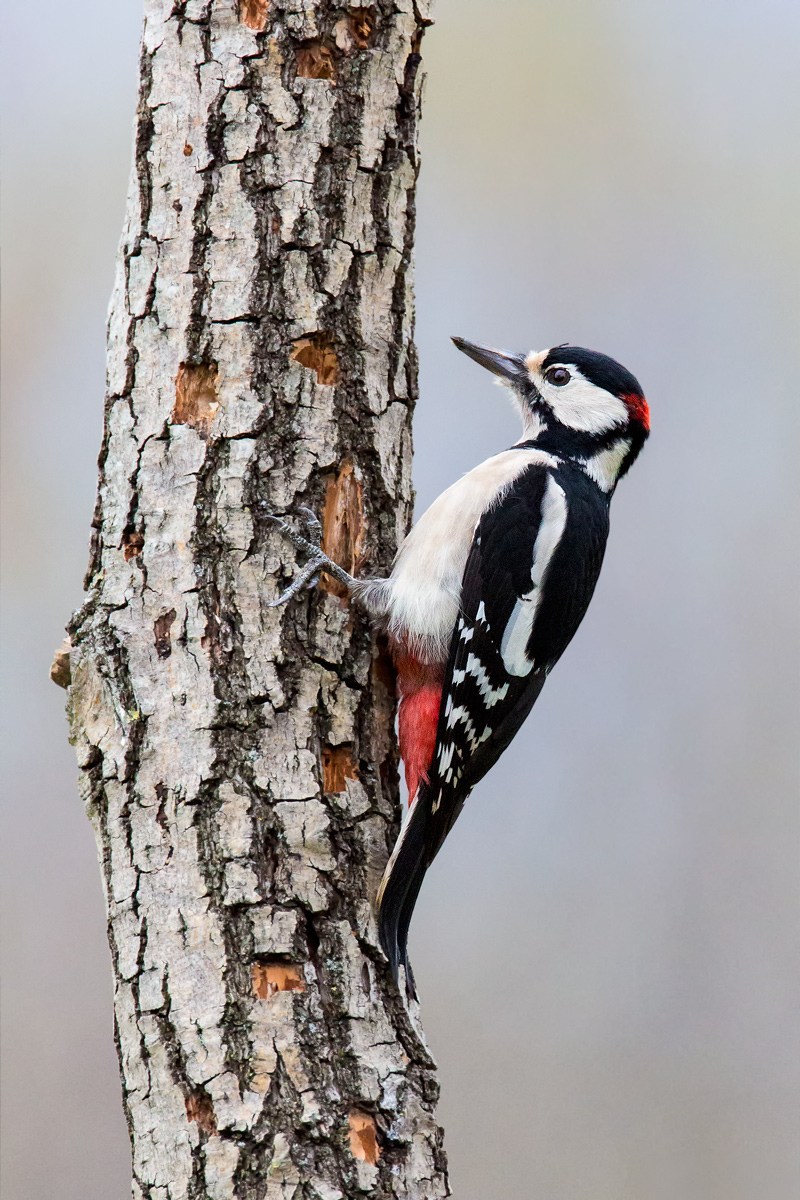 Picchio Rosso Maggiore