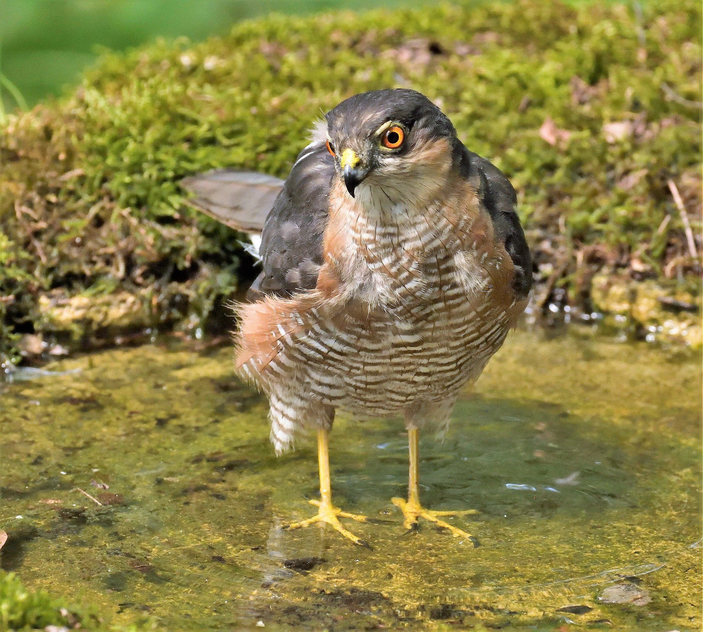Sparrowhawk Adult