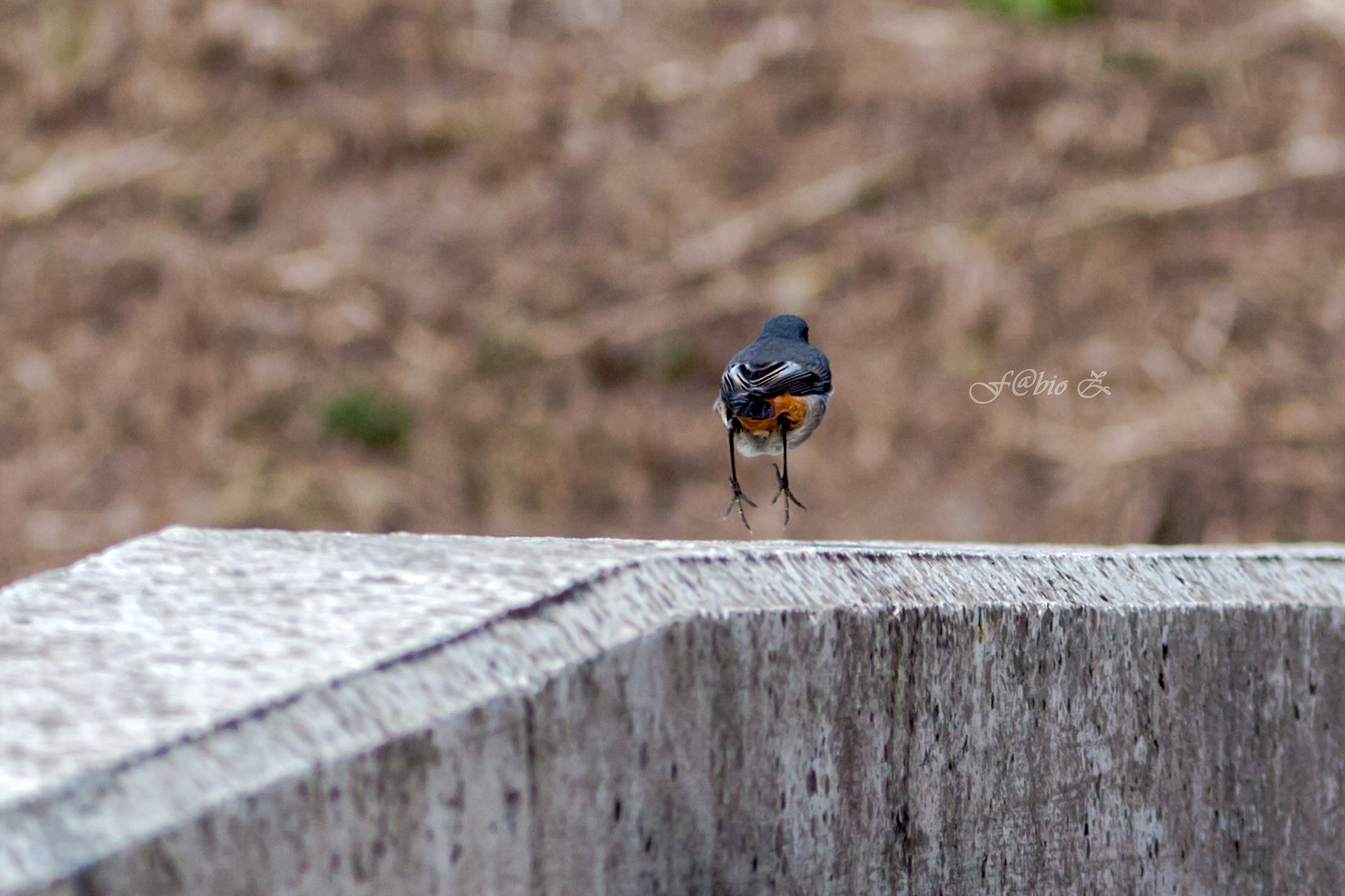 Black Redstop Running