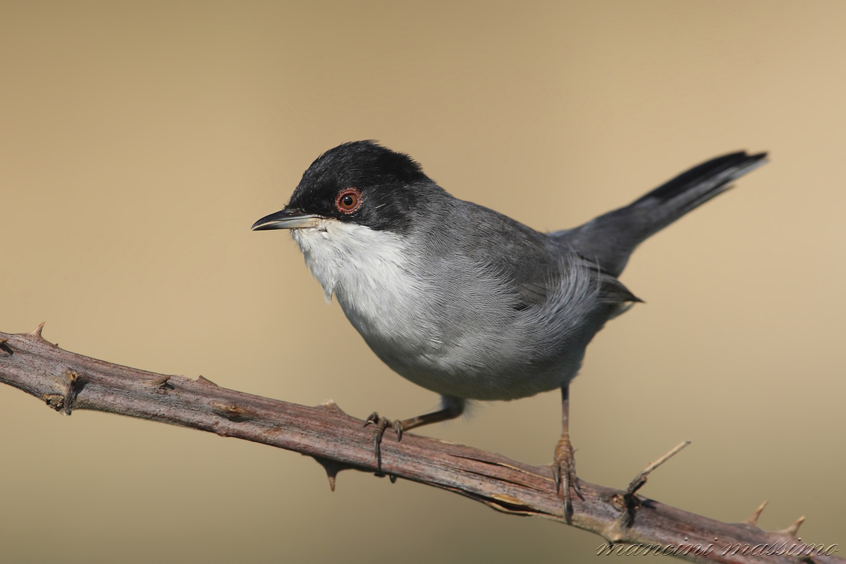 M Warbler (Sylvia melamocephala)