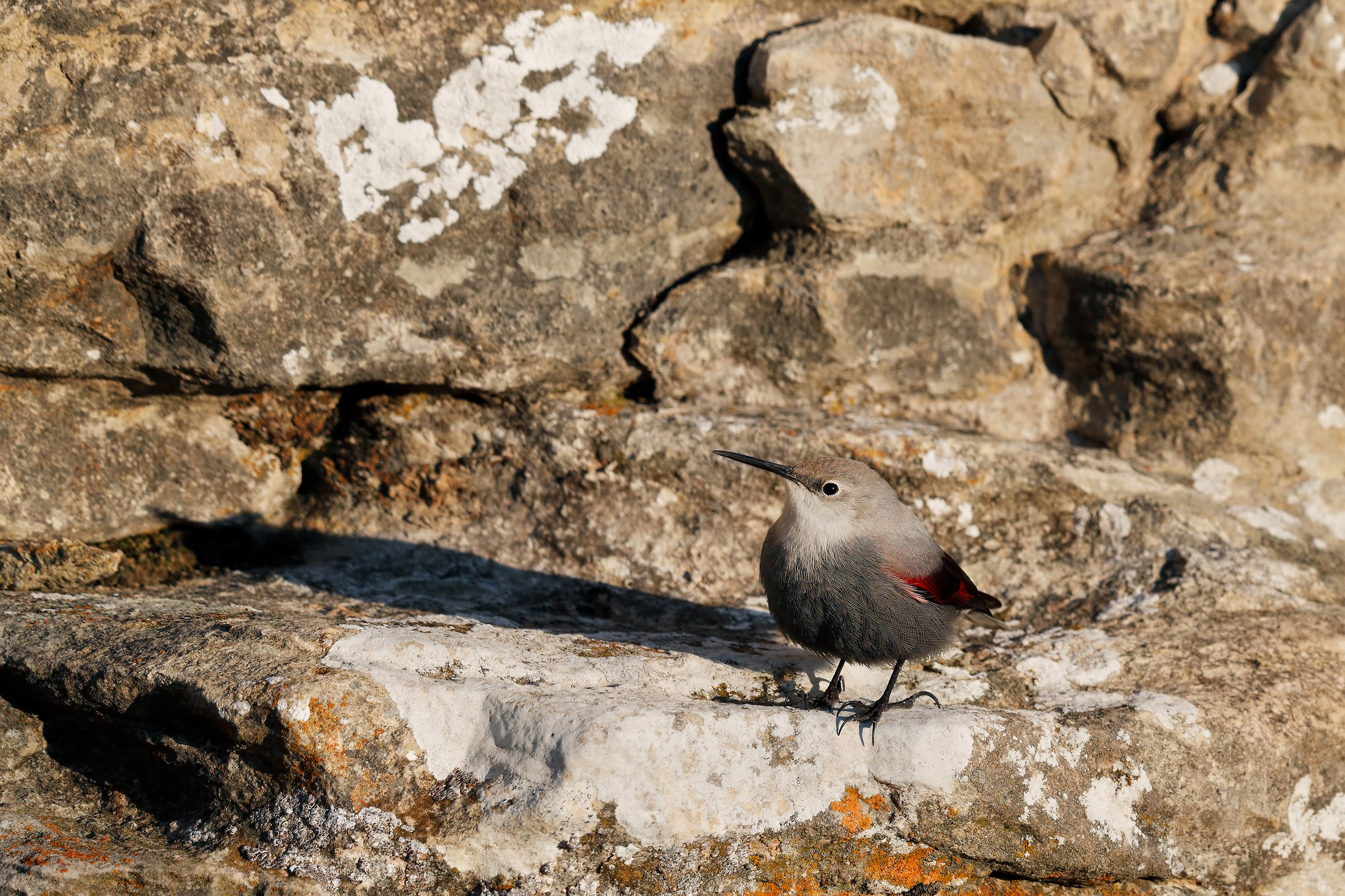 Wallcreeper