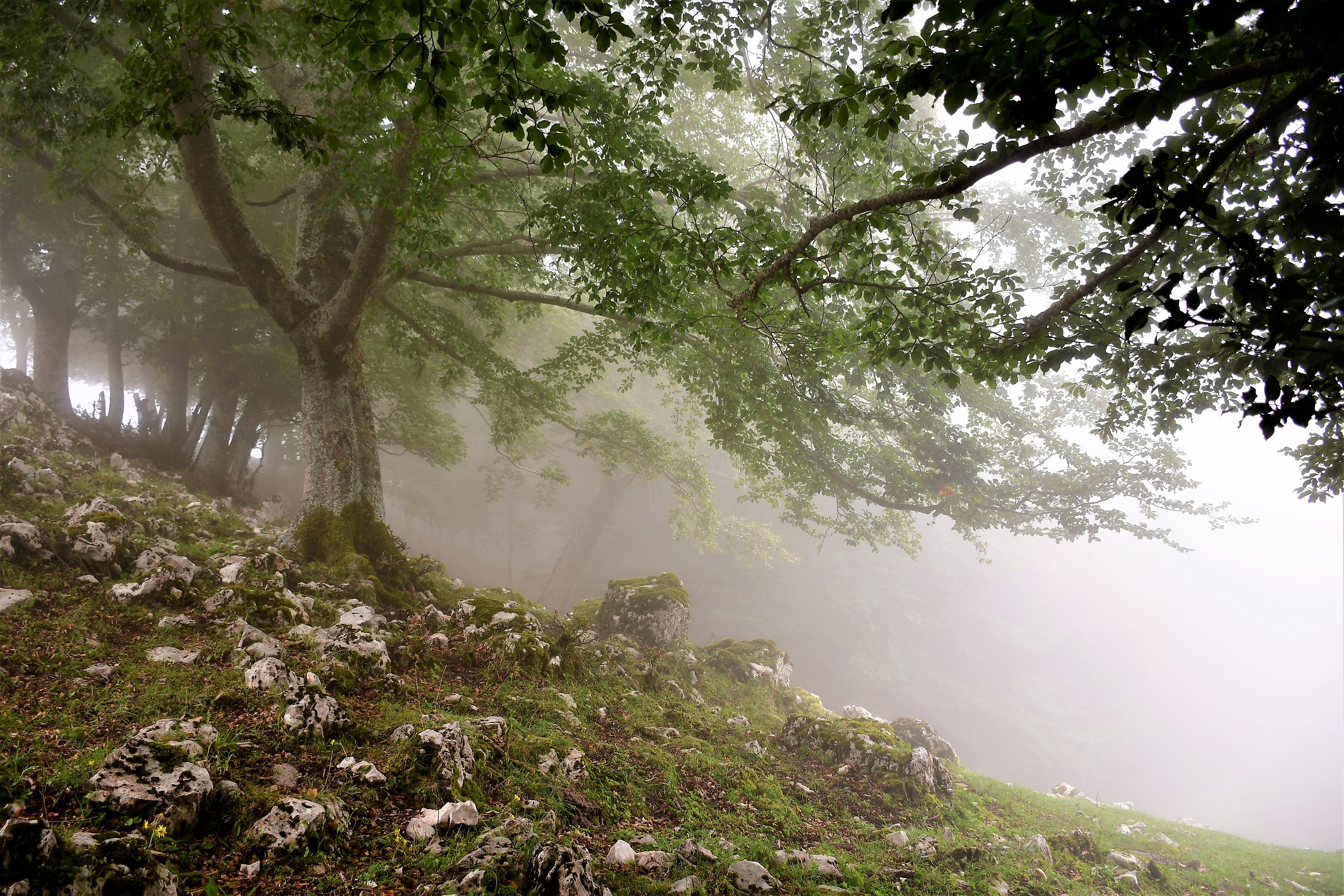 Mysterious Beech Forest...