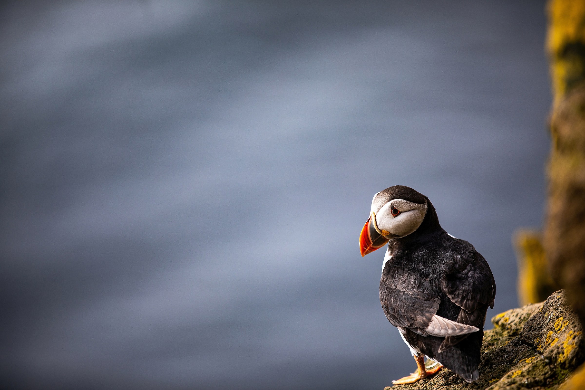 Puffin