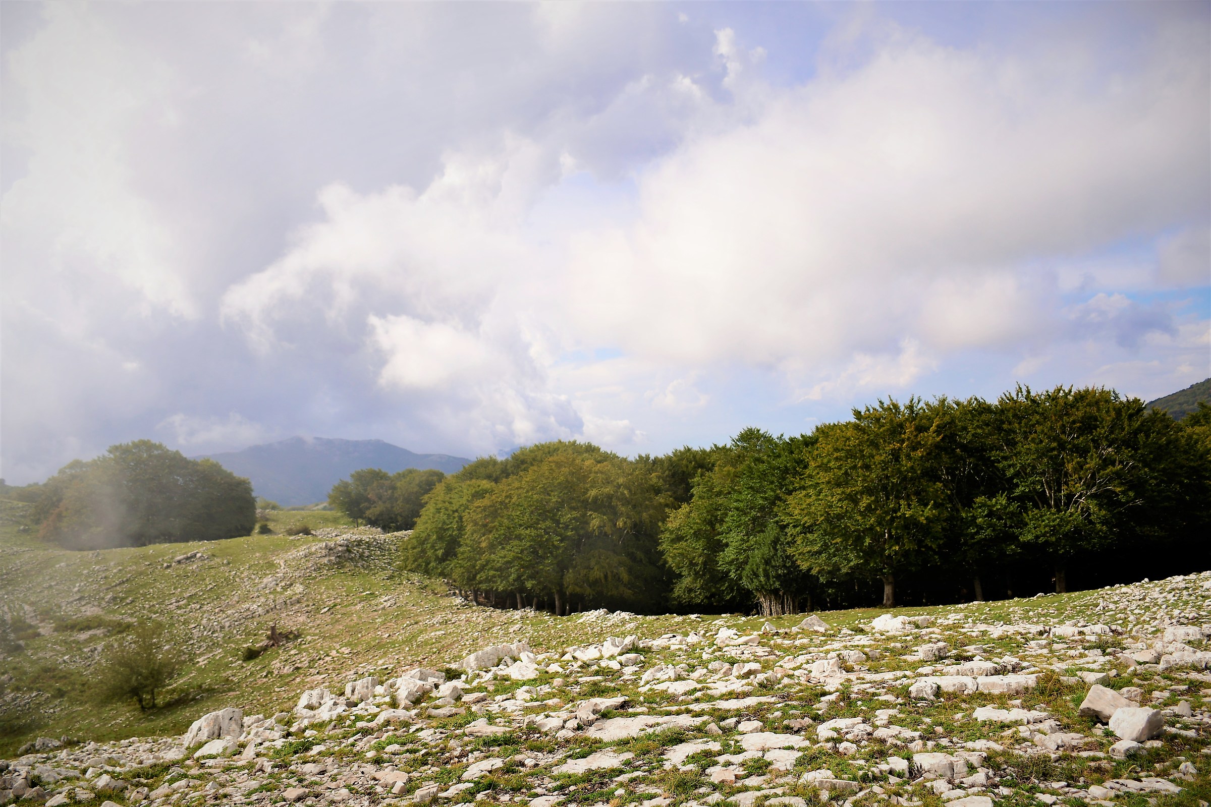 Faggeta di Vallaroce...