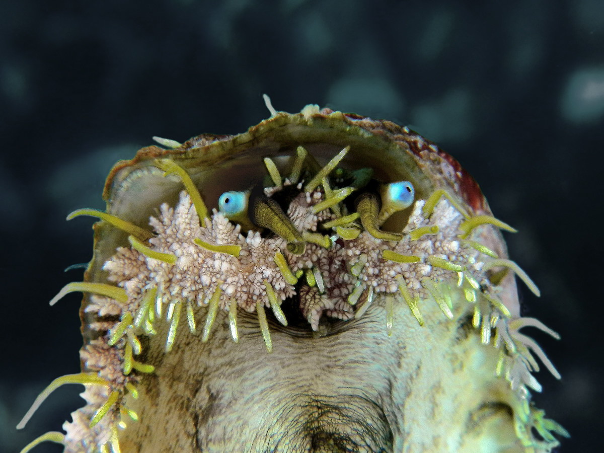 Haliotis sp. (ritratto)