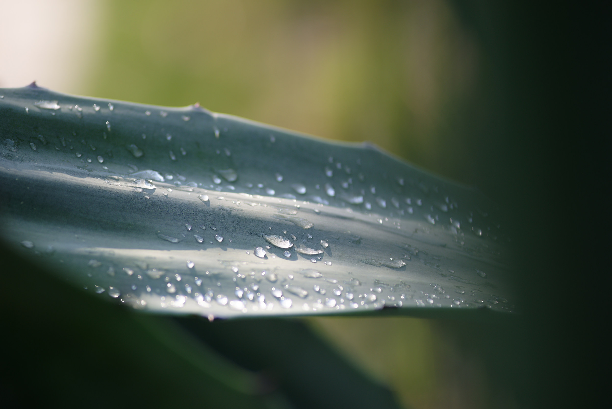 Gocce di pioggia su Agave