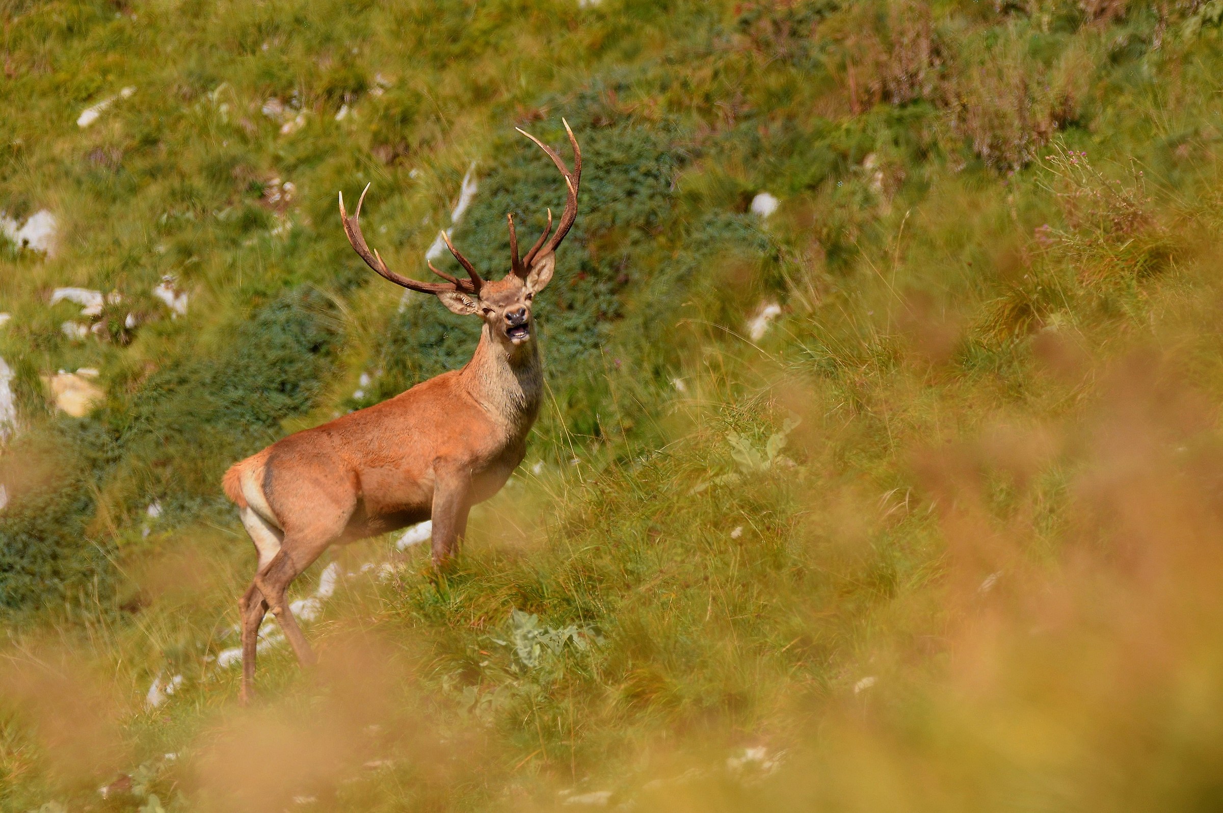 Cervo (Cervus elaphus)