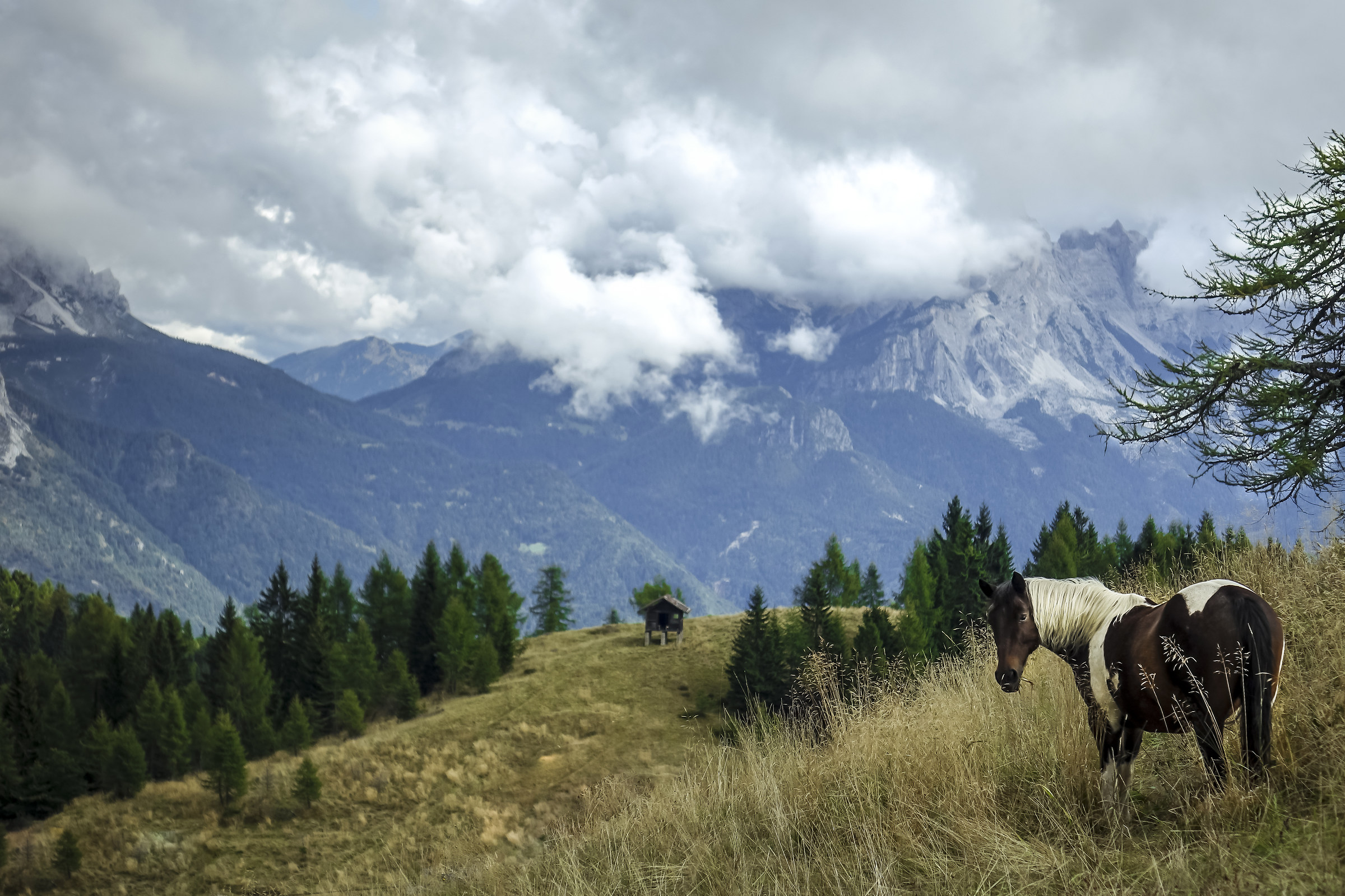 Wild Horse in the Dolomites