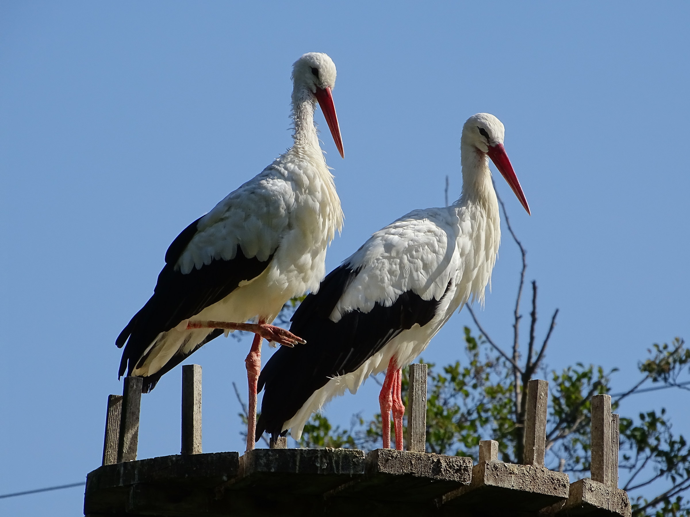 Storks in pairs