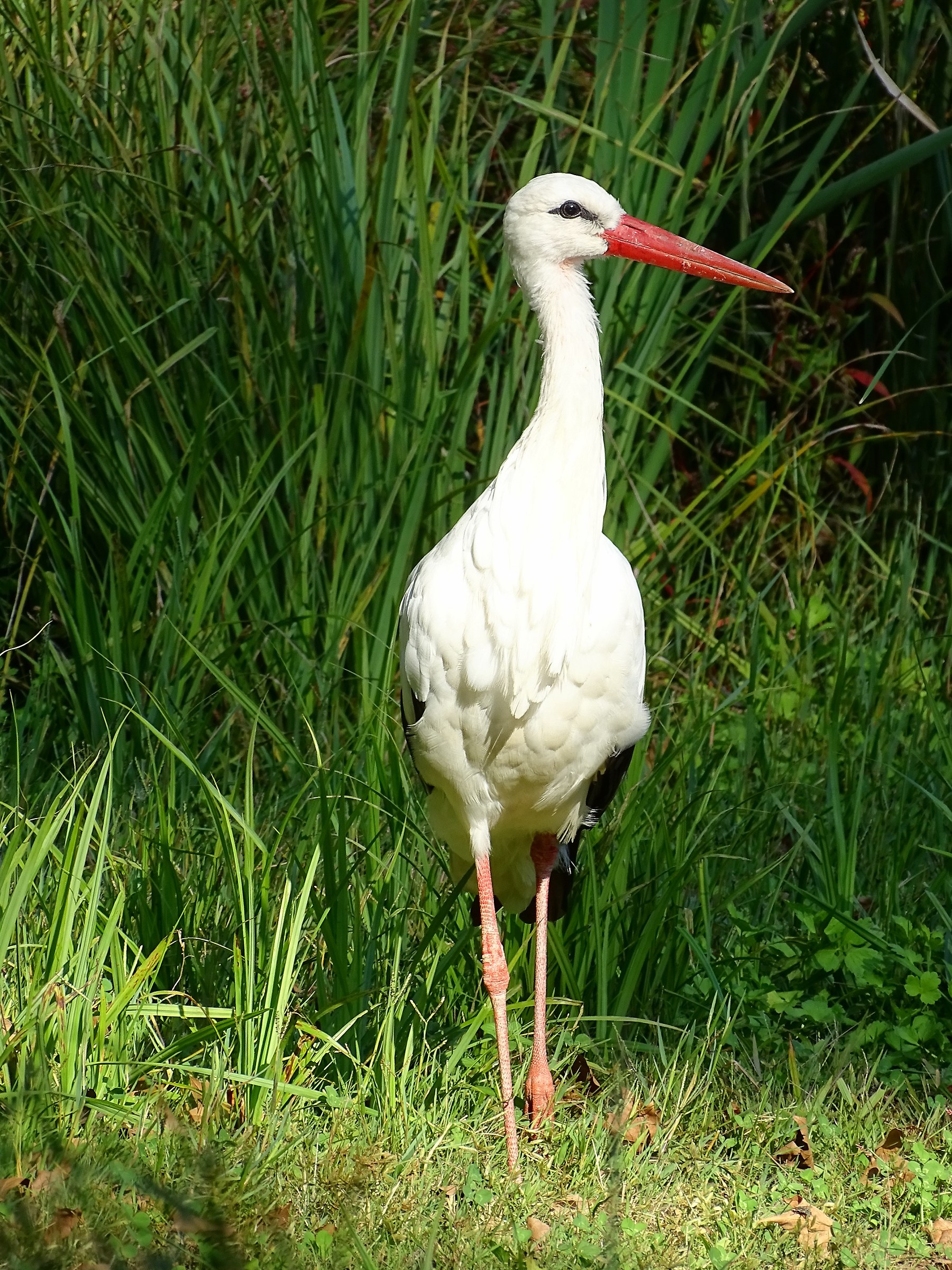 Lonely Stork