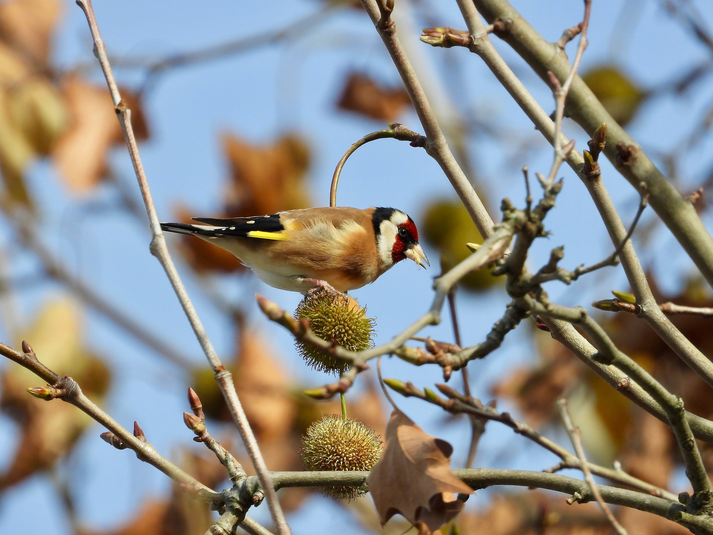 Goldfinch in feed on a plane tree
