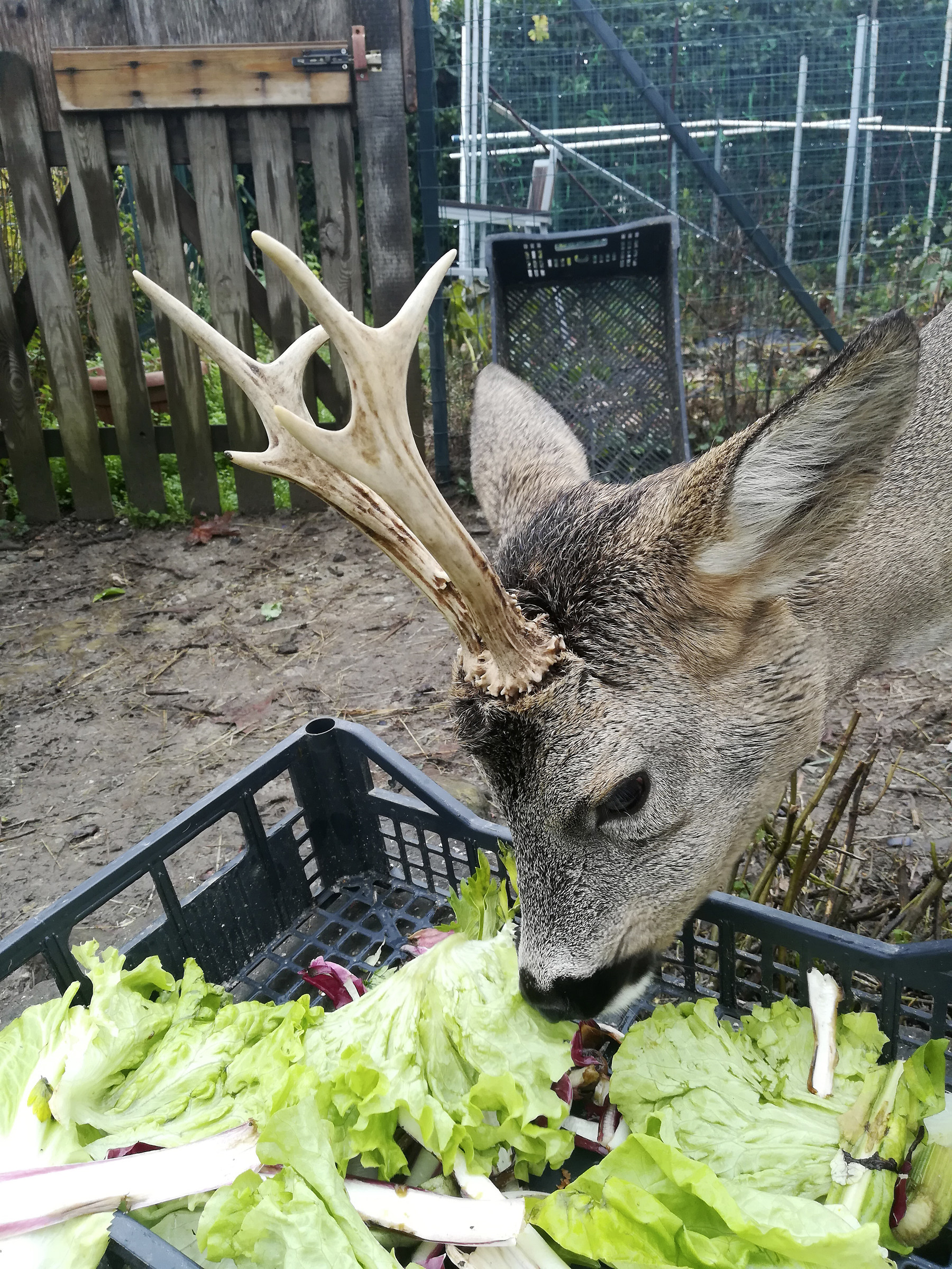 Roe deer saved from polenta
