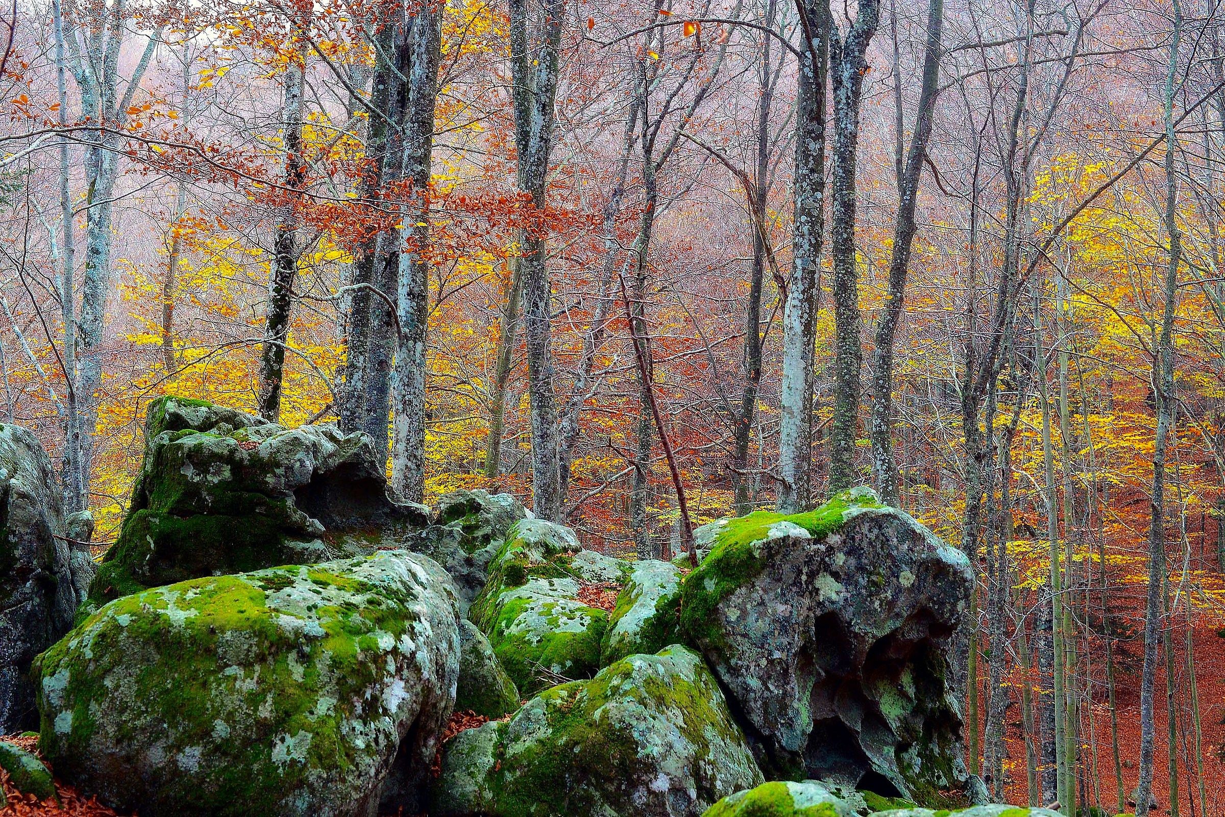 The Beech forest in autumn on Mount Amiata