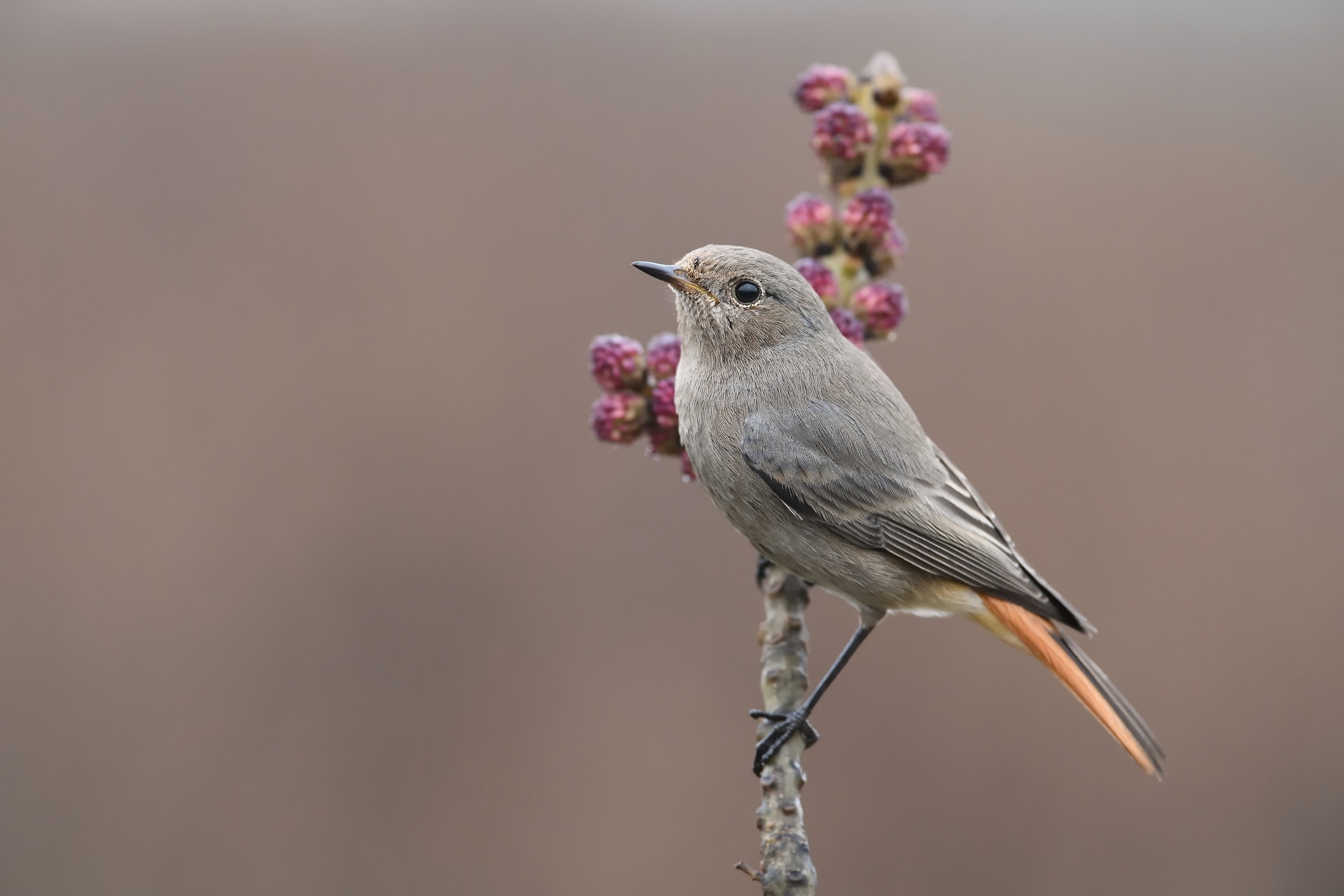 Red-chimney sweep F.