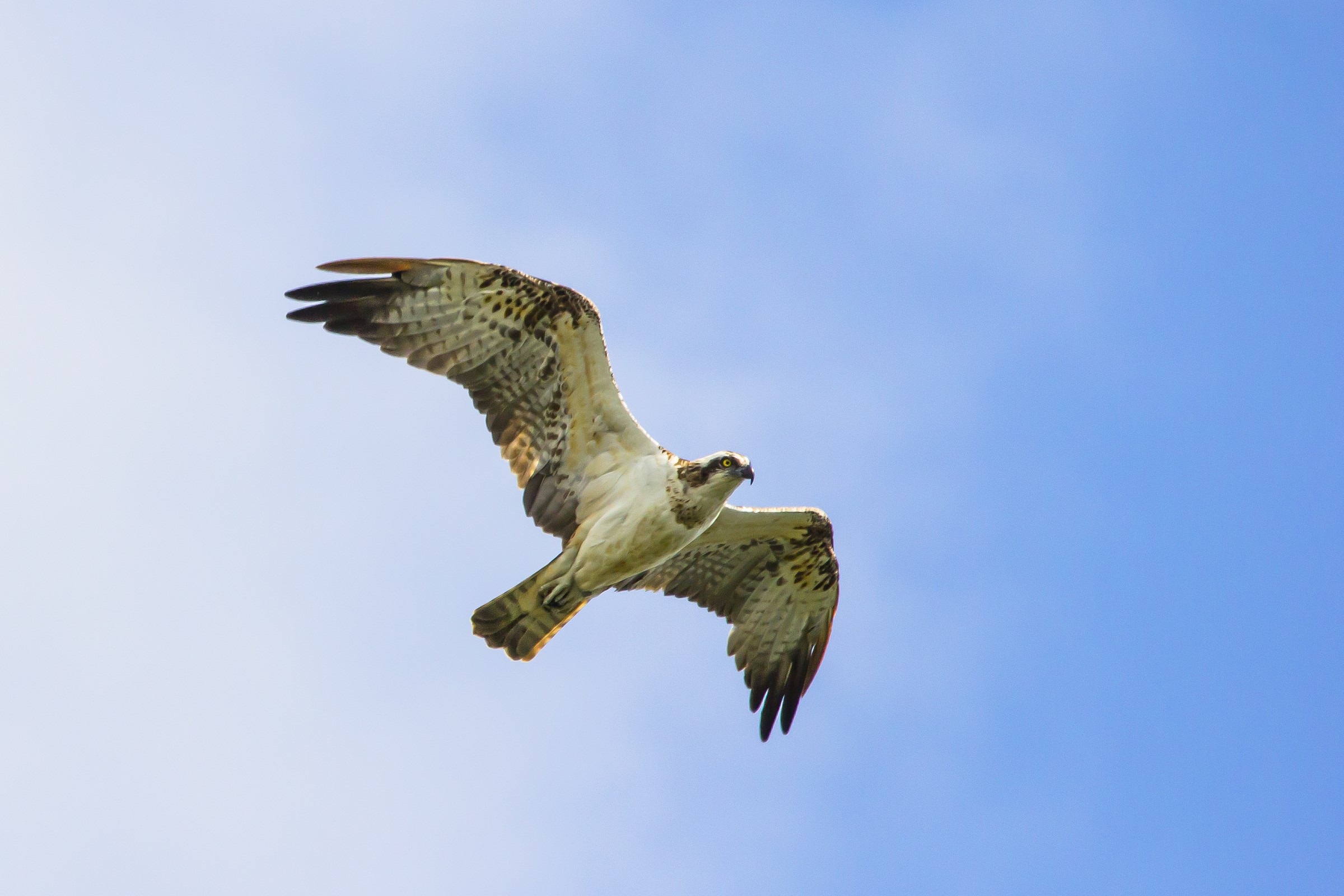 FalcoPescatore...in volo