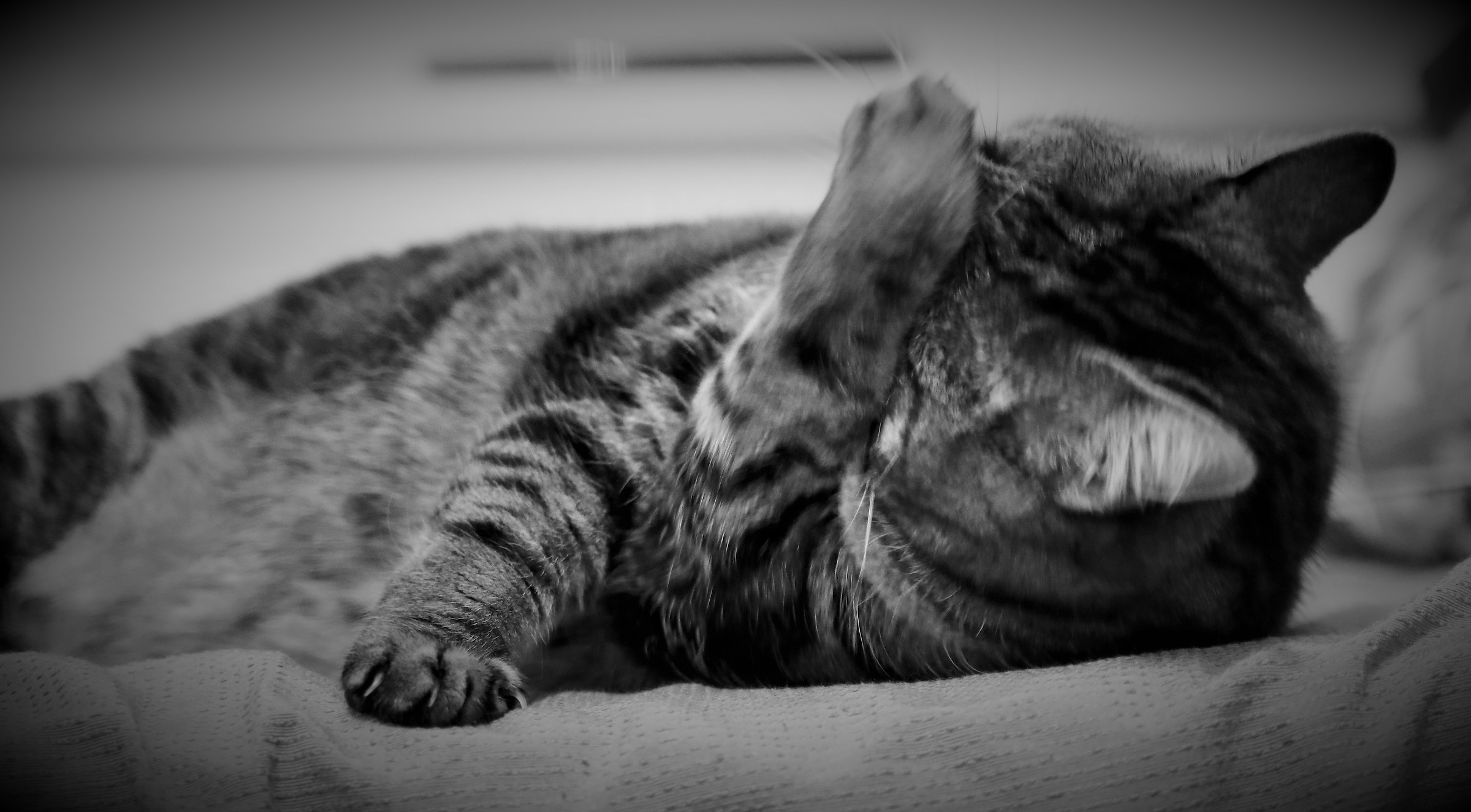 The usual paparazzo no pictures