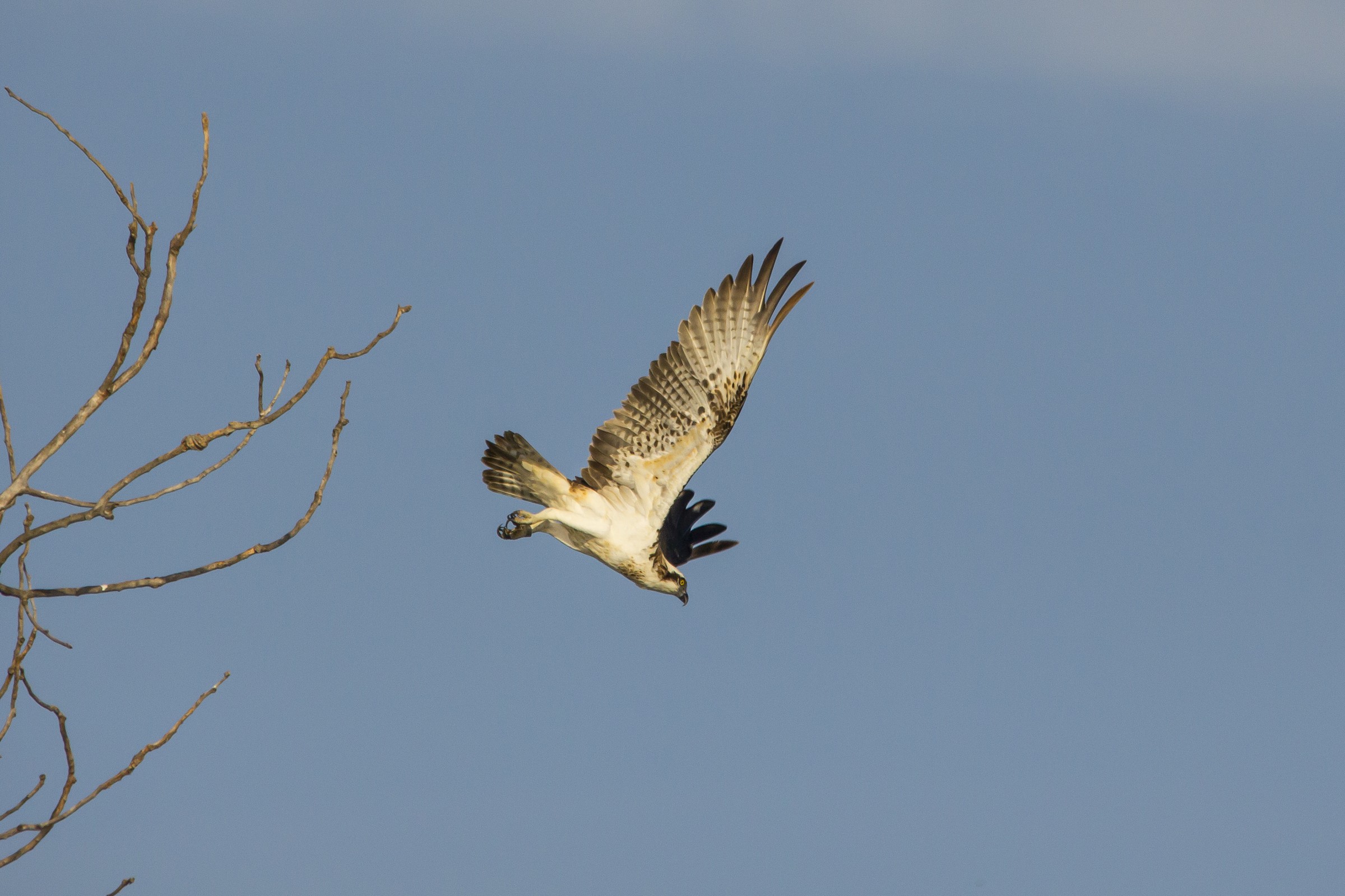Falco Pescatore...l'involo