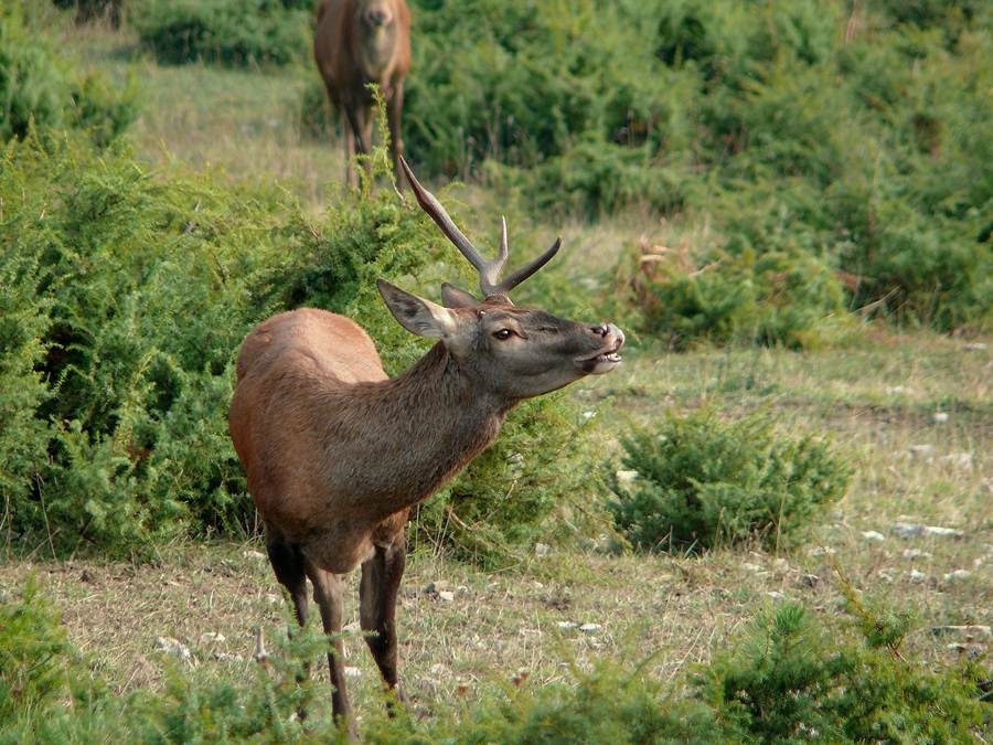 Il flehmen dell'unicorno