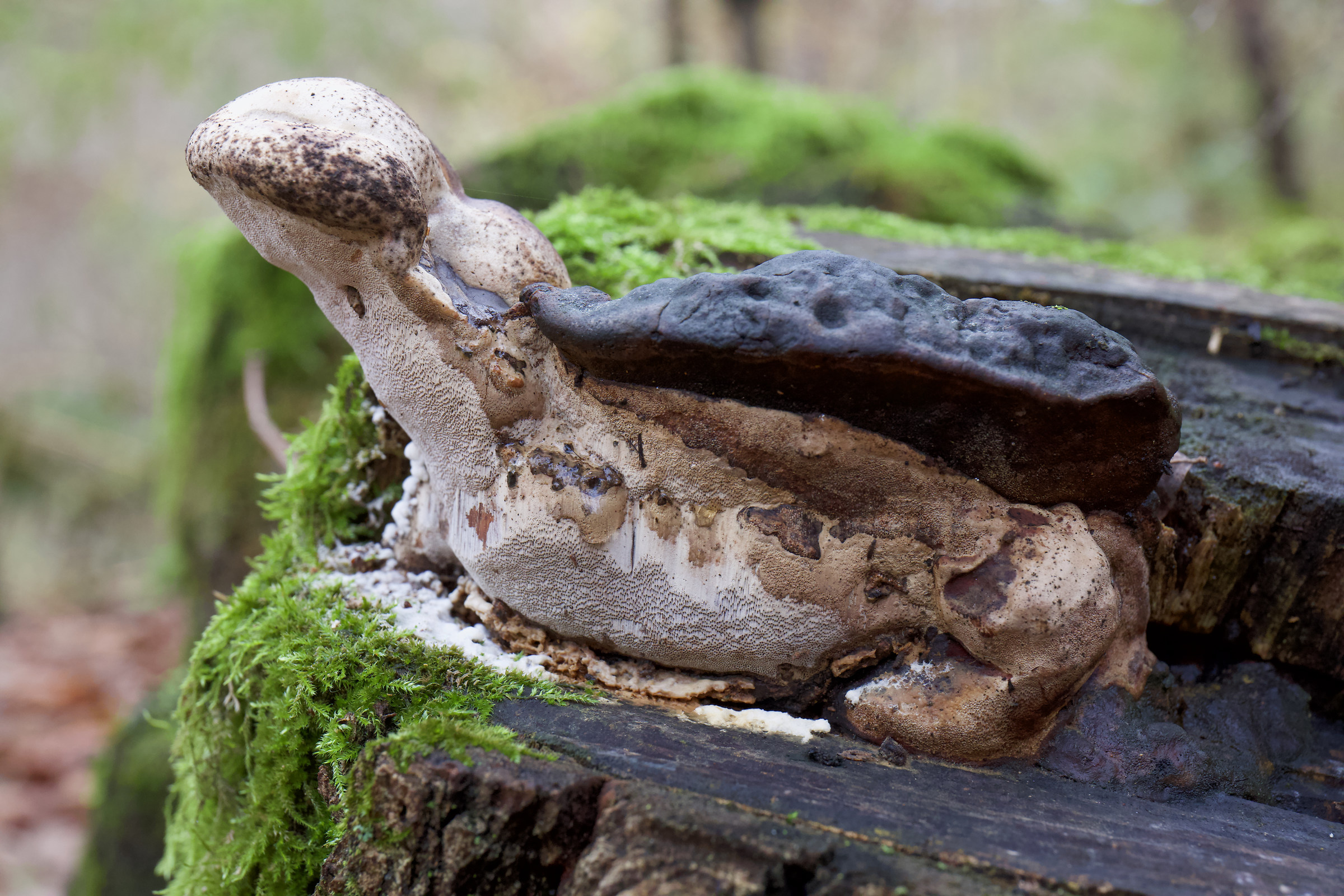 Mushroom or turtle...